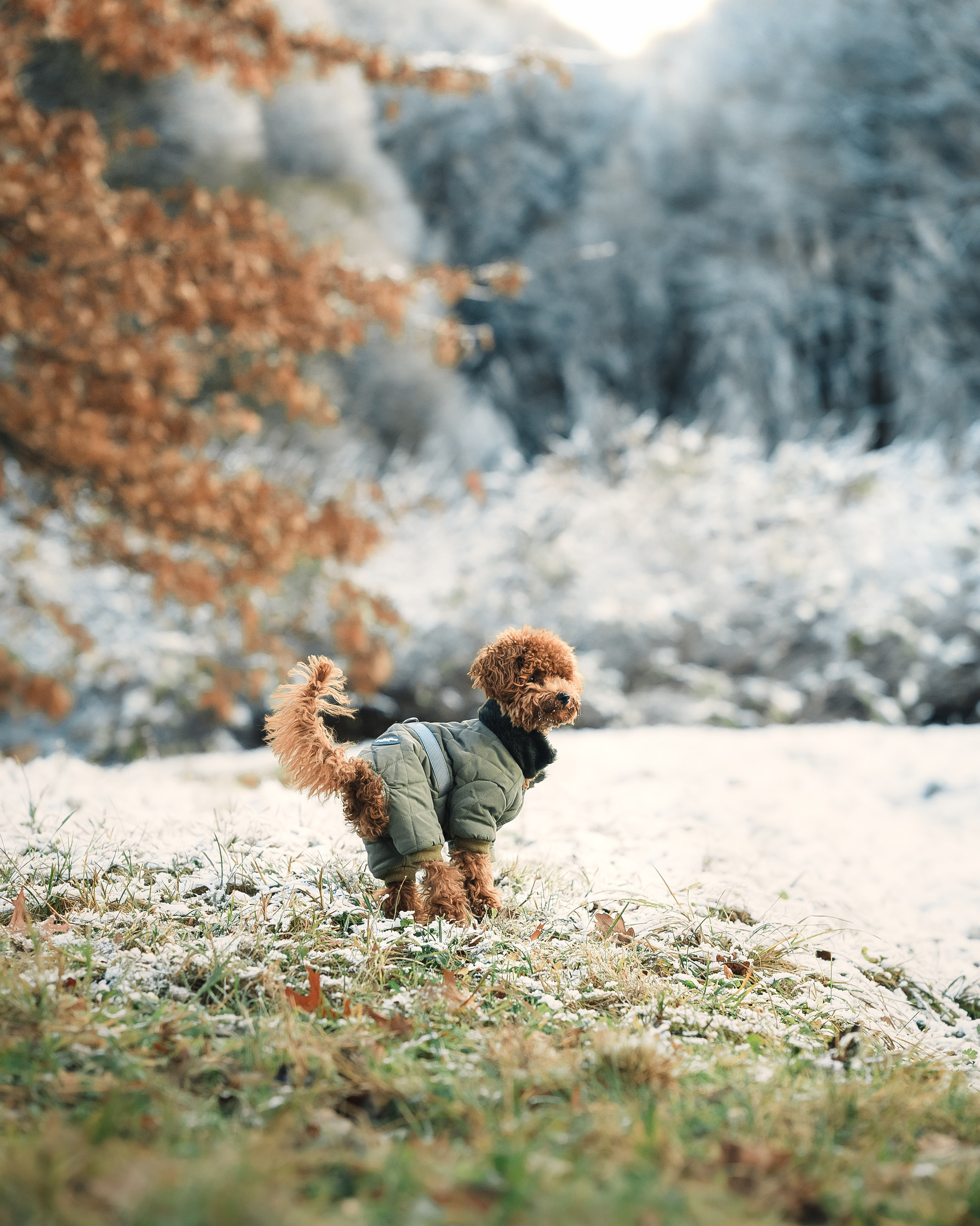 Фотограф-анималист в Московской области