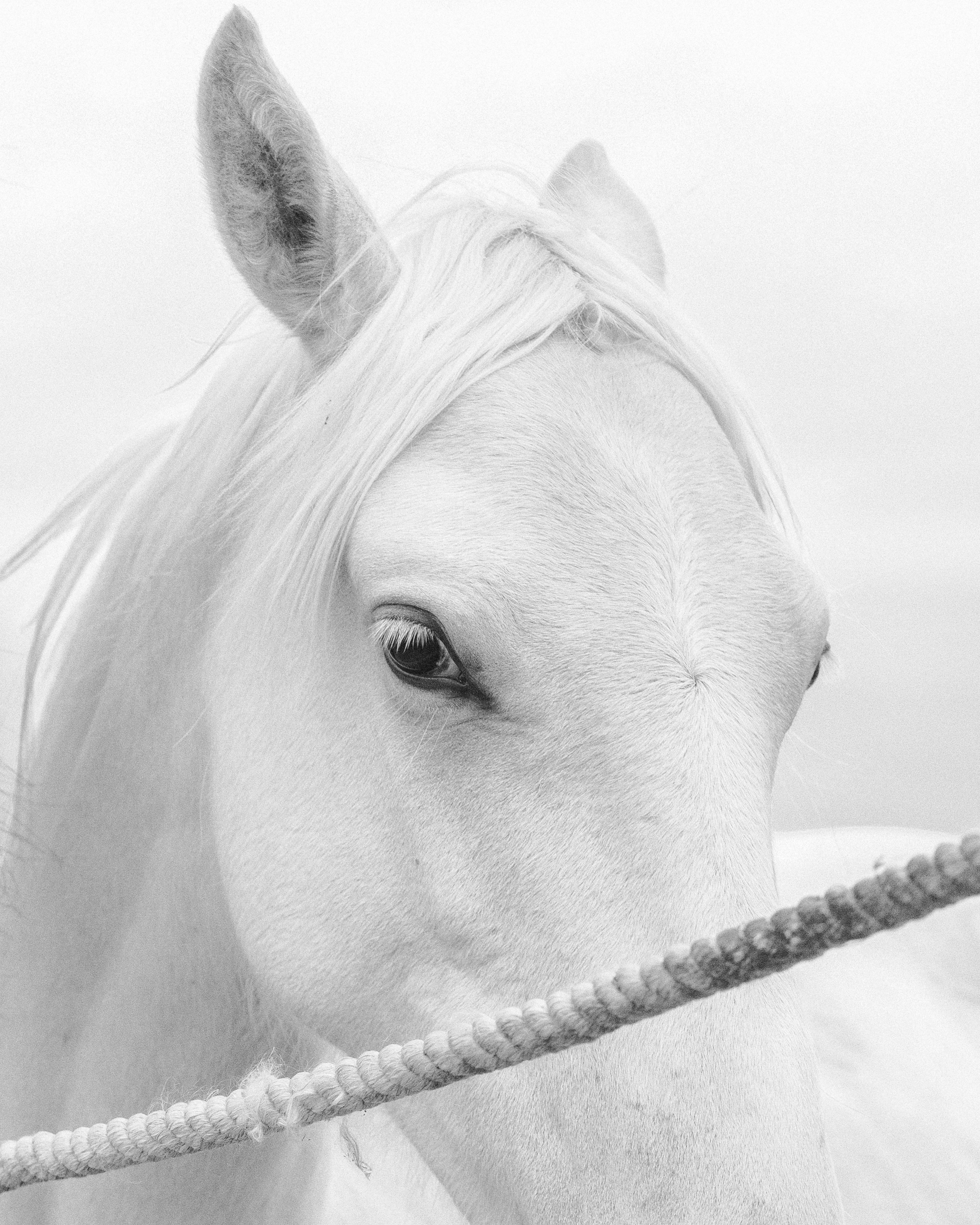 Принт 1. Конный фотограф в Калининграде Елена Курбатова