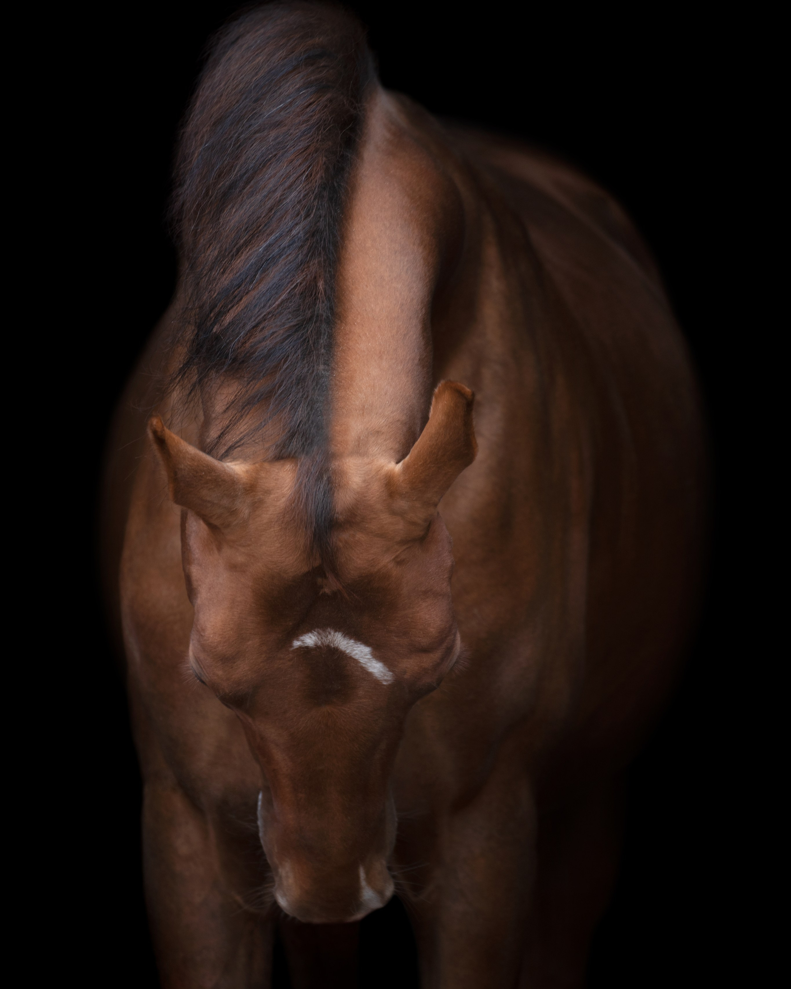 фото для интерьера, отпечаток, авторская фотография, купить отпечаток, купить фотографию, фото лошадей, фото лошади, красивые лошади, принт, цифровой отпечаток