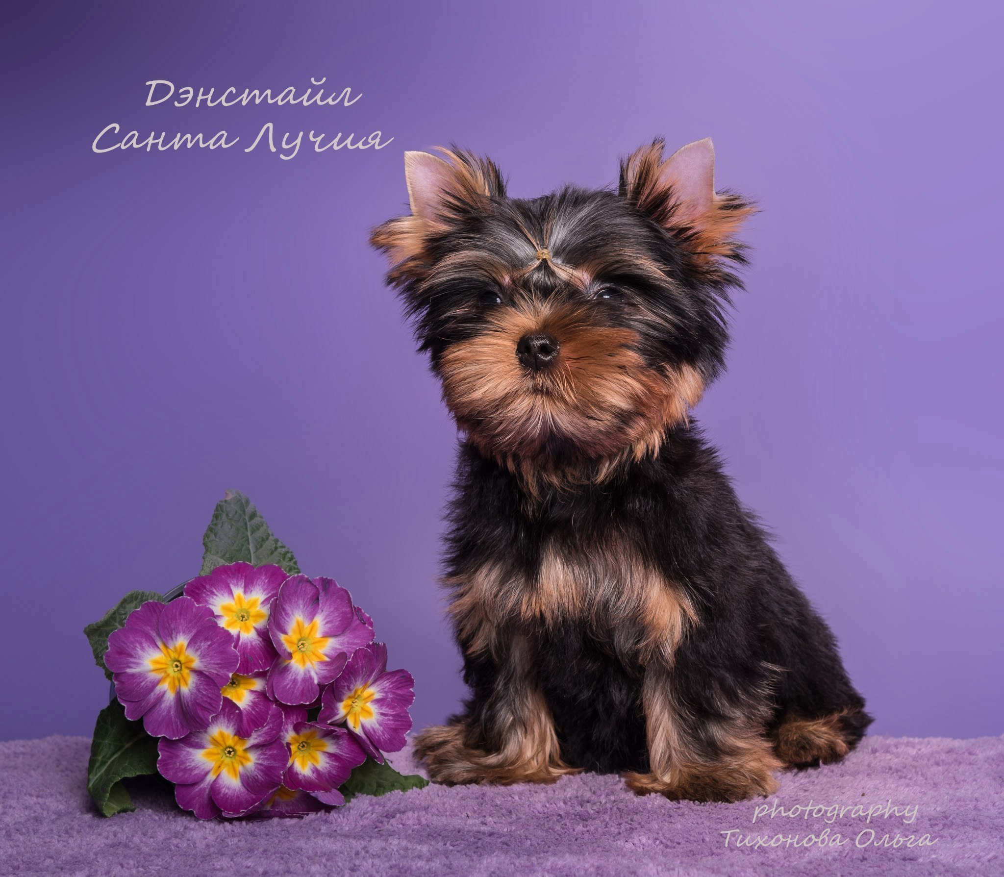 Дэнстайл Санта Лучия. Питомник Йоркширских терьеров Дэнстайл в Санкт-Петербурге заводчик Тих