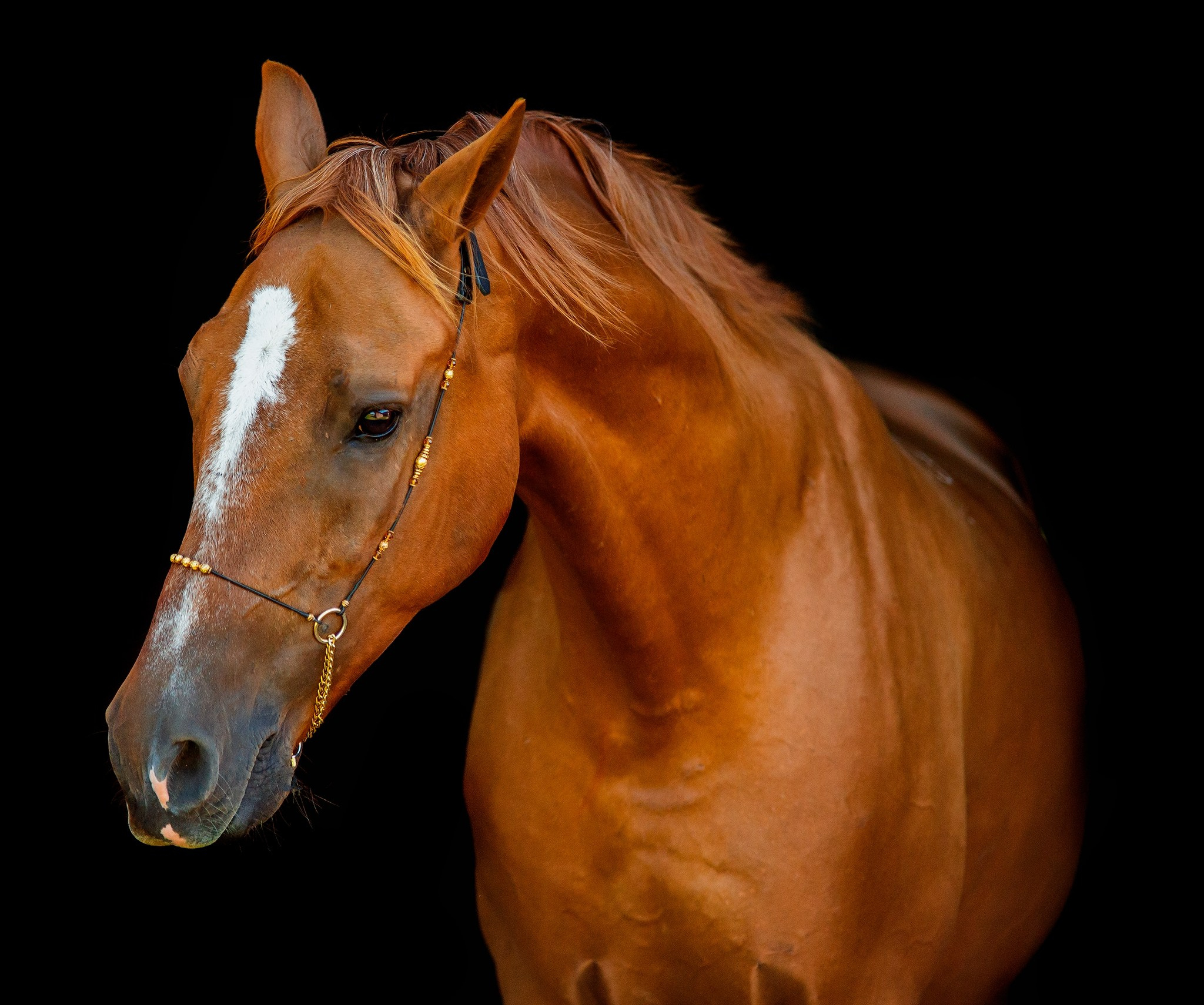 Донской мерин Барабан 2012 г. р. (Бамбук — Бибракта). Конный фотограф Юлия Дроздова
