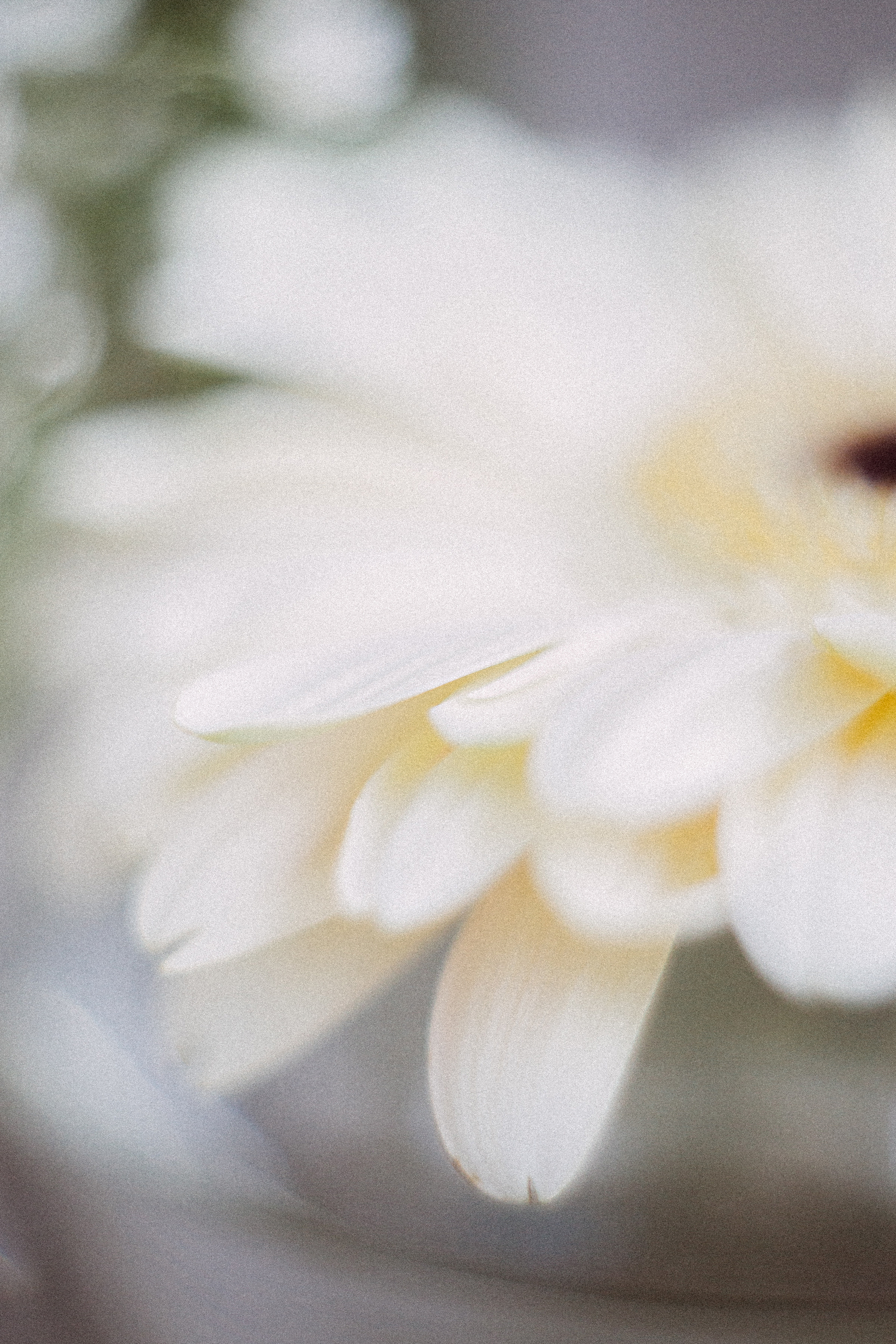 Когда остается послевкусие. Семейный и контент фотограф в Москве Вероника Швец