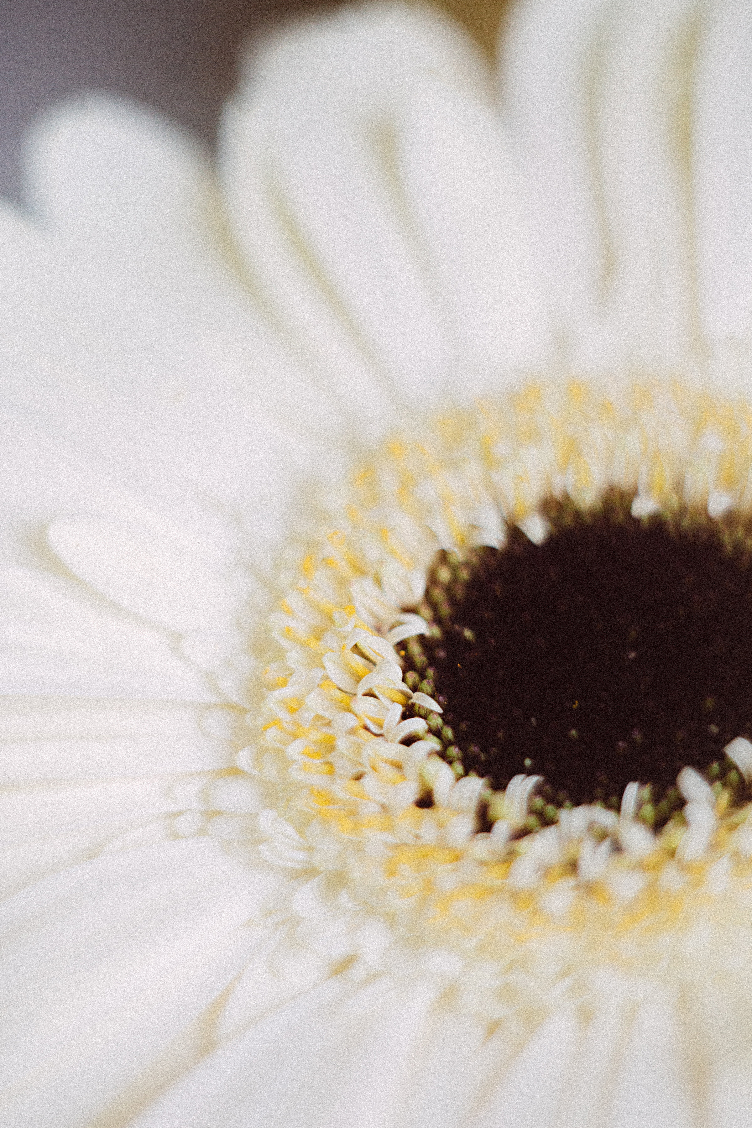 Когда остается послевкусие. Семейный и контент фотограф в Москве Вероника Швец