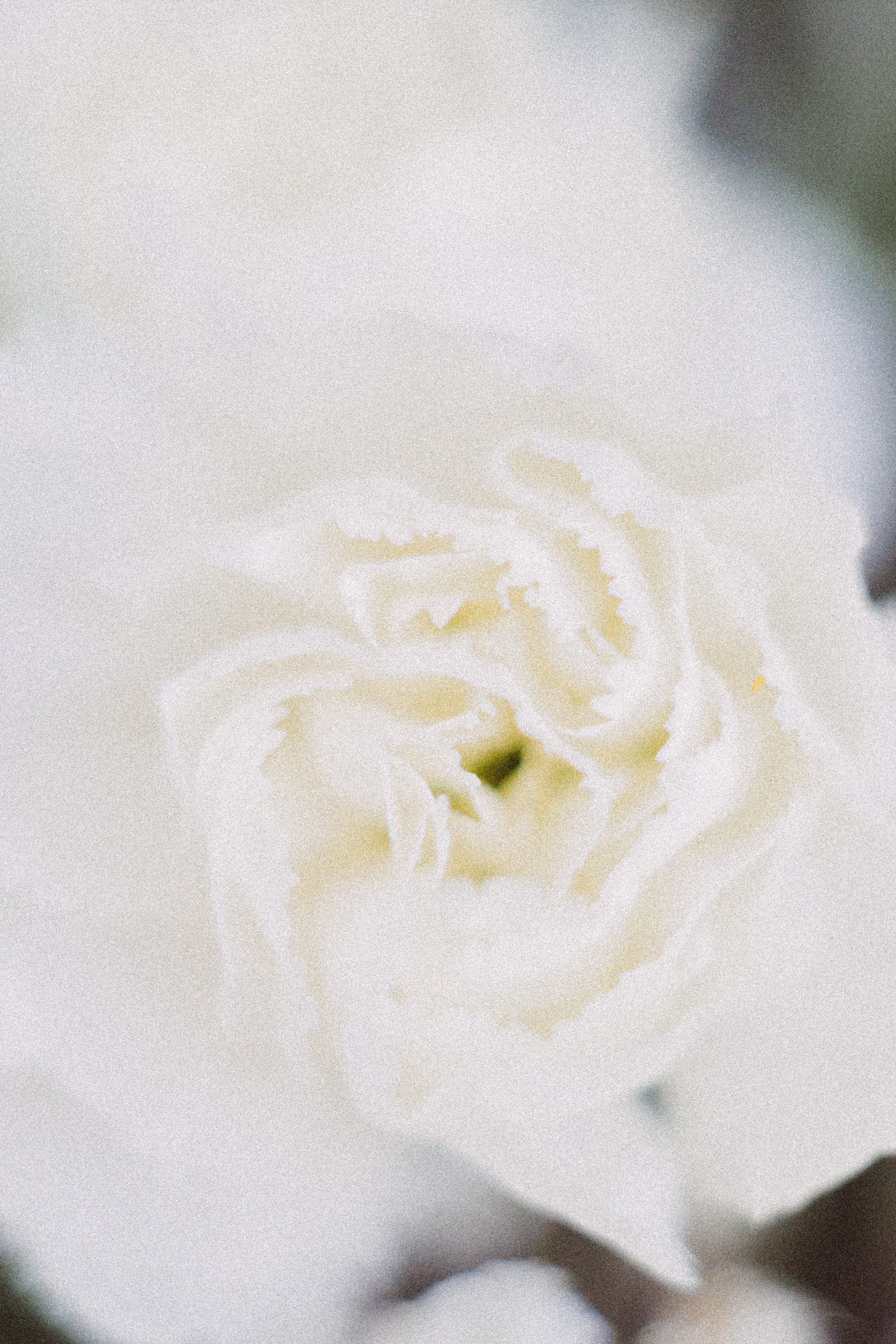 Когда остается послевкусие. Семейный и контент фотограф в Москве Вероника Швец