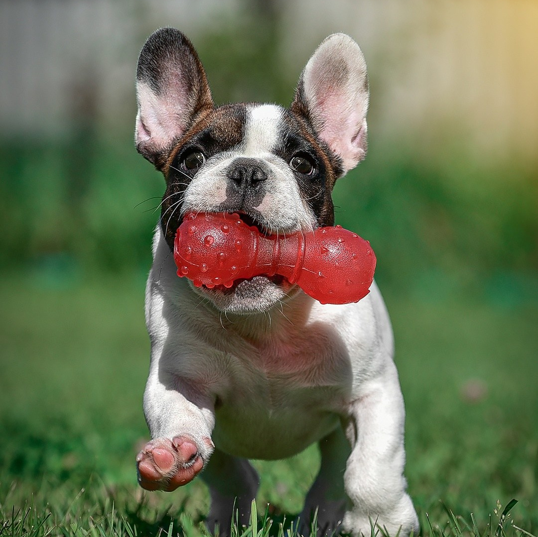 Фотограф — Анималист