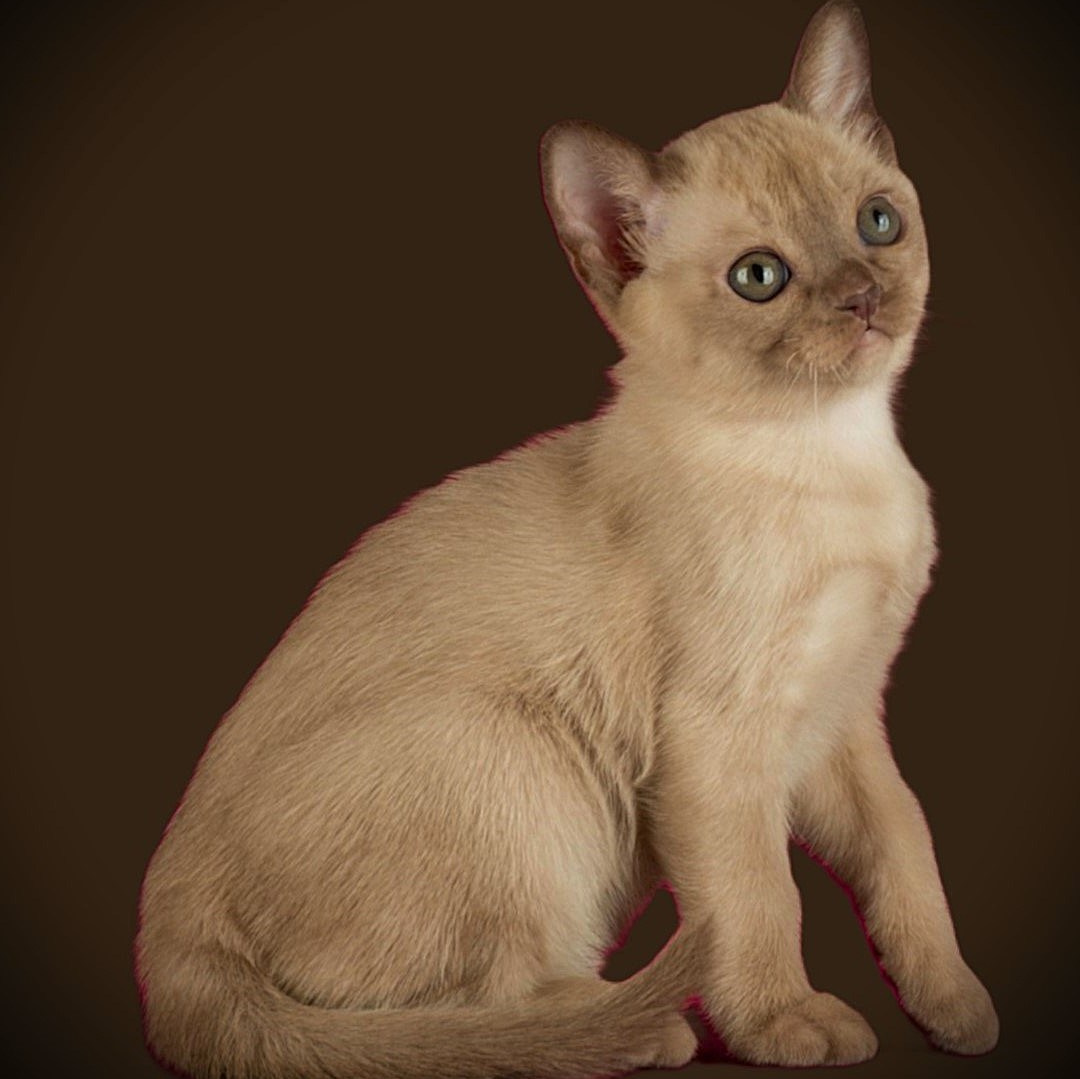 ЖДЕМ КОТЯТ ВСЕХ ОКРАСОВ. Las Burmas — питомник американской бурмы традиционных линий