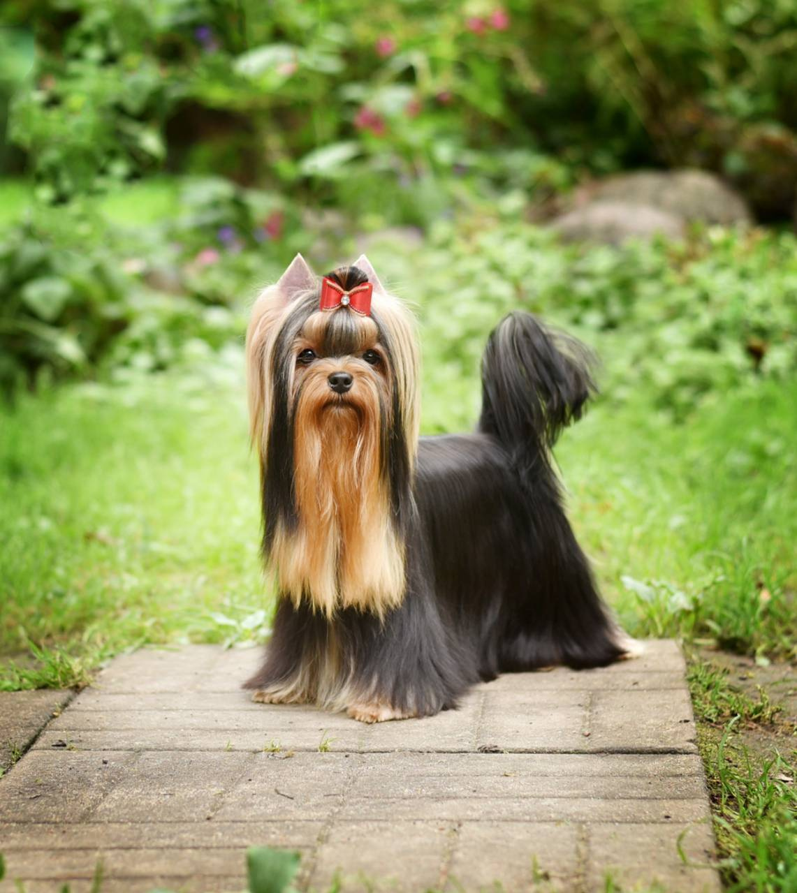 ДЭНСТАЙЛ МИЛИАННА. Питомник Йоркширских терьеров Дэнстайл в Санкт-Петербурге заводчик Тих