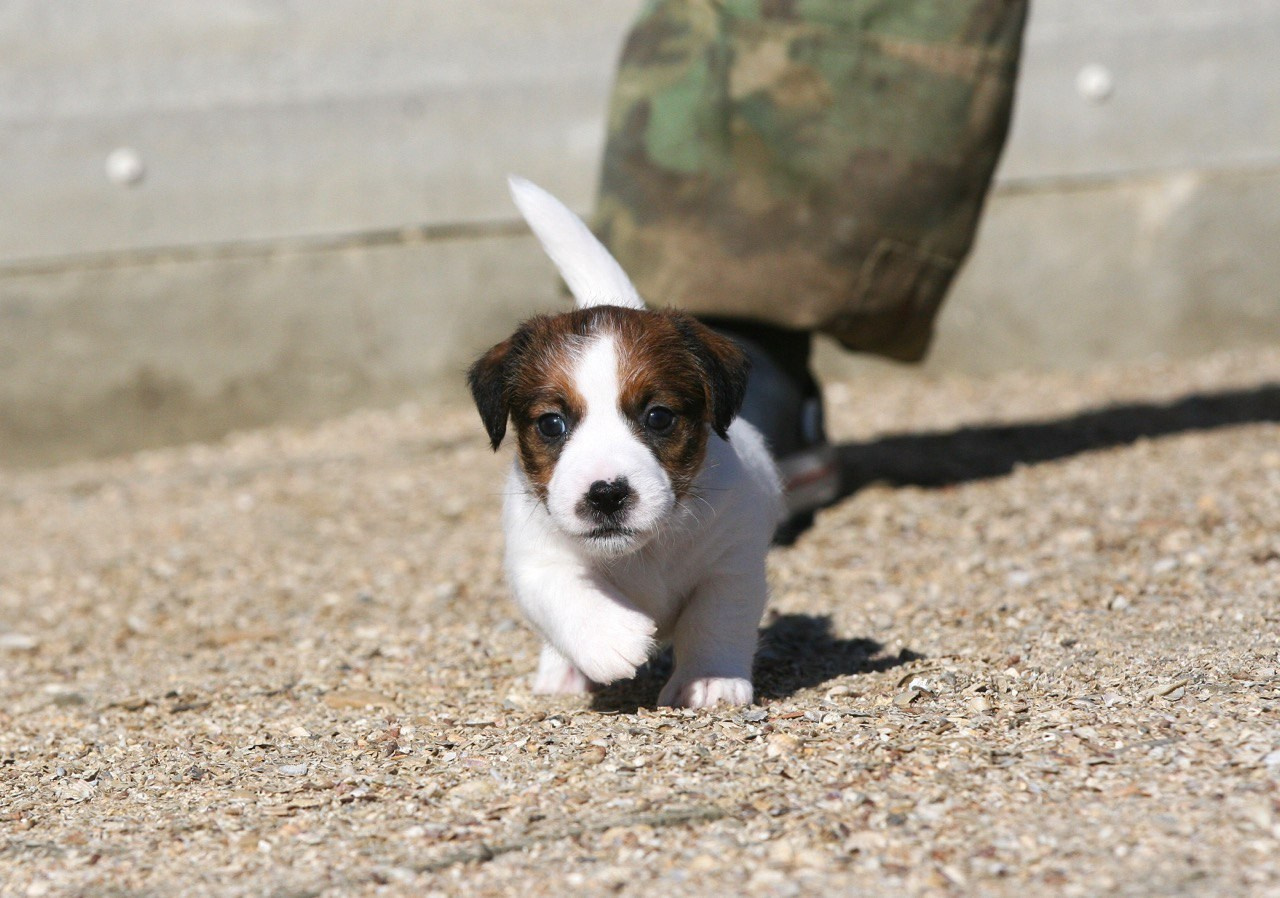 LITTER «W» 26.09.2025. Lovely-Orange питомник джек рассел терьеров