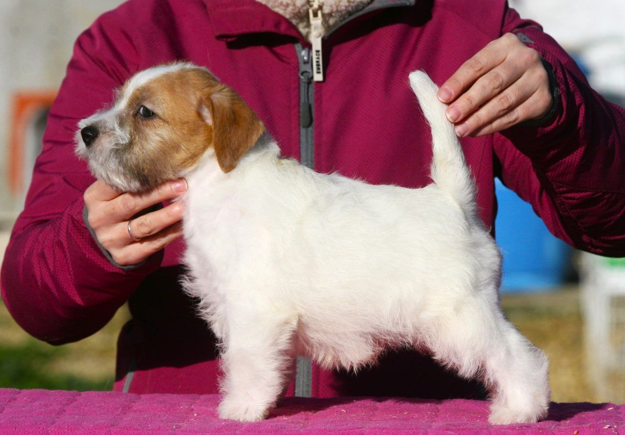 LITTER «O» 21.10.2025. Lovely-Orange питомник джек рассел терьеров