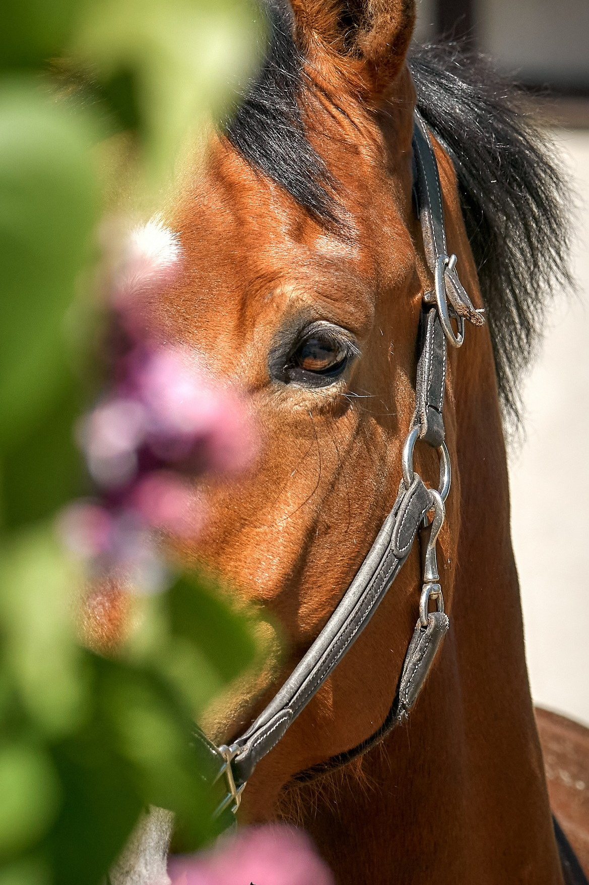 лошади портрет конкур съемка лошадей