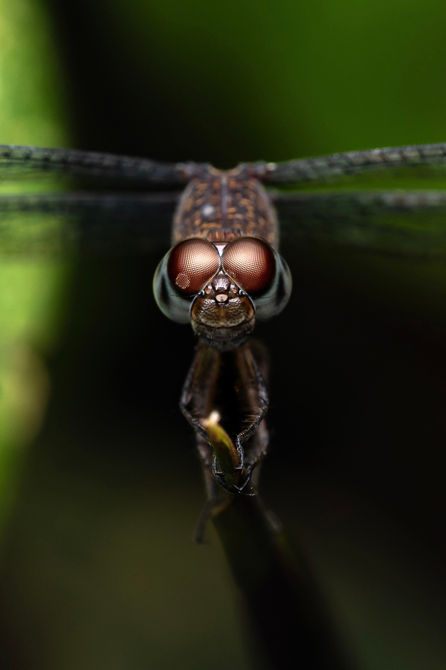 Portfolio Award 2026