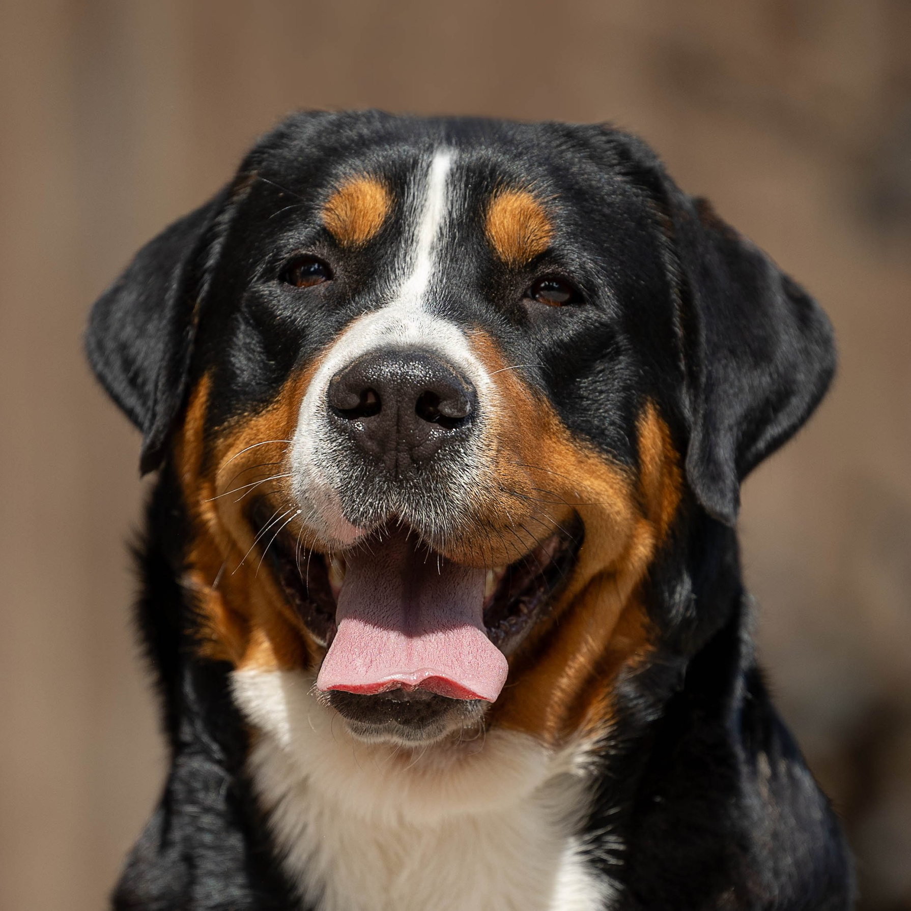 Большой Швейцарский Зенненхунд Санбёдс Розалия. Питомник Больших Швейцарских Зенненхундов в Калужской области / Москва