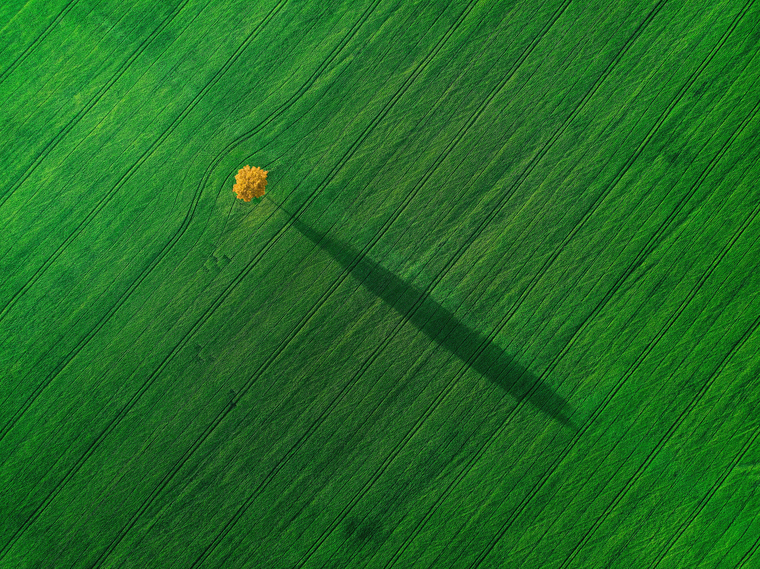 Достижения. Николай Брытков — фотограф в Туле