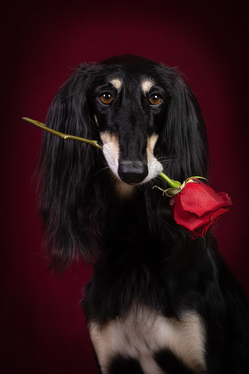 Приглашаю на студийные фото дни в феврале!. Фотограф-анималист Natalia Deingel | Фотосъемка собак в Москве