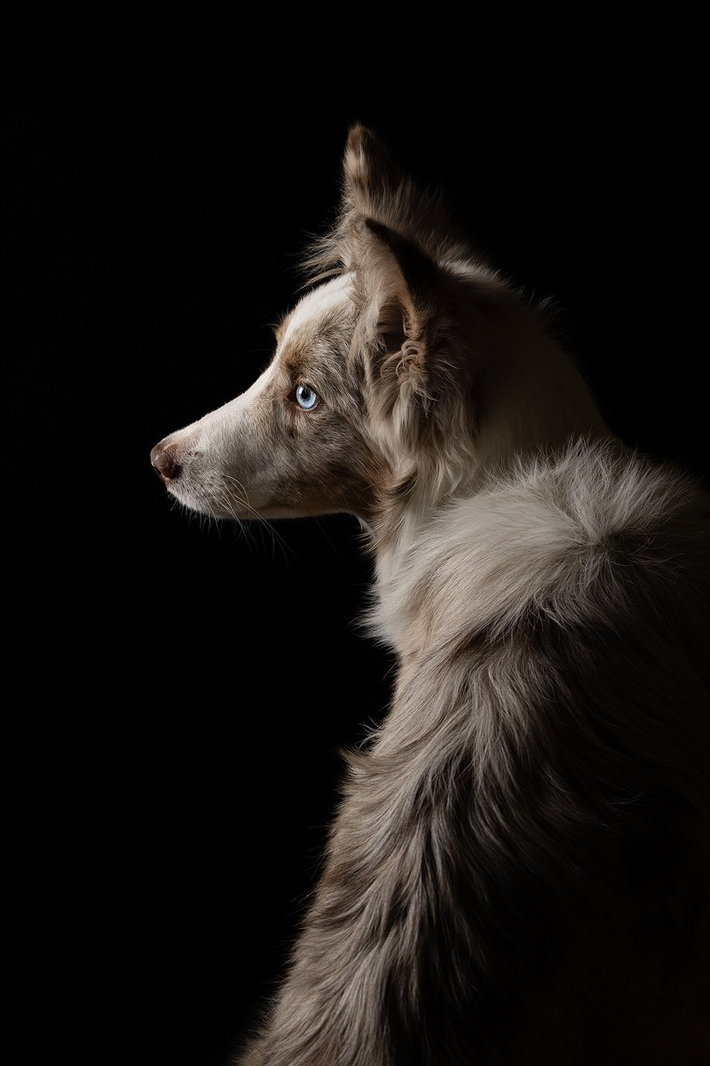 Приглашаю на студийные фото дни в феврале!. Фотограф-анималист Natalia Deingel | Фотосъемка собак в Москве