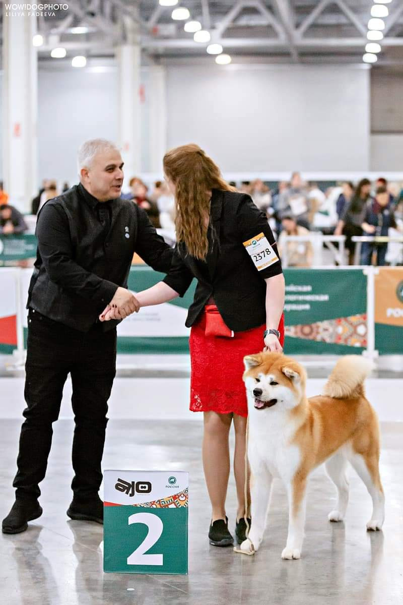 Dog Shows. Kennel Akita inu