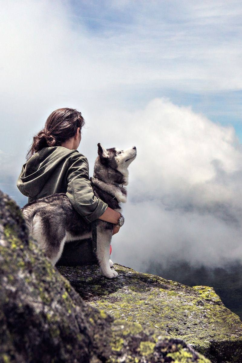 Наш корм. Полнорационный корм для северных ездовых собак