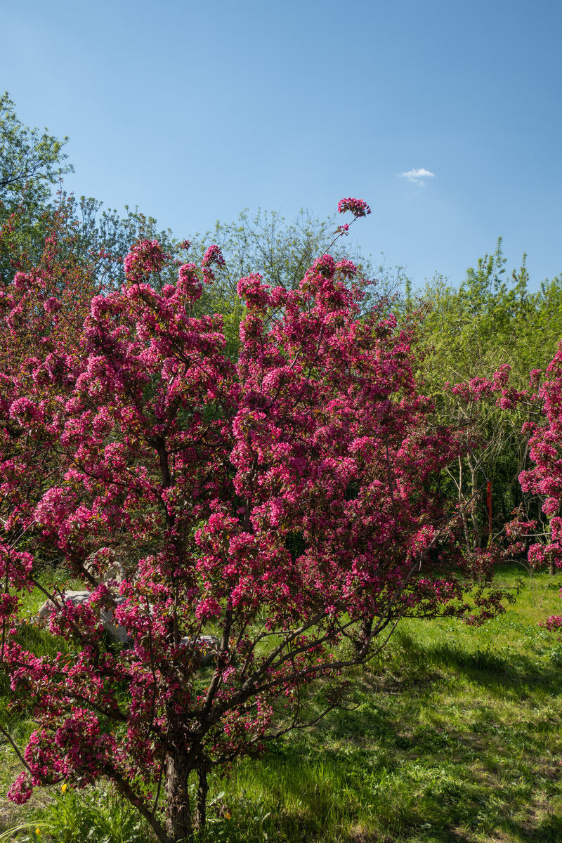 Фотопрогулка по китайскому парку «Хуамин» в Москве. Проект «Фотокладовка»: блог уличной фотографии в формате street photo
