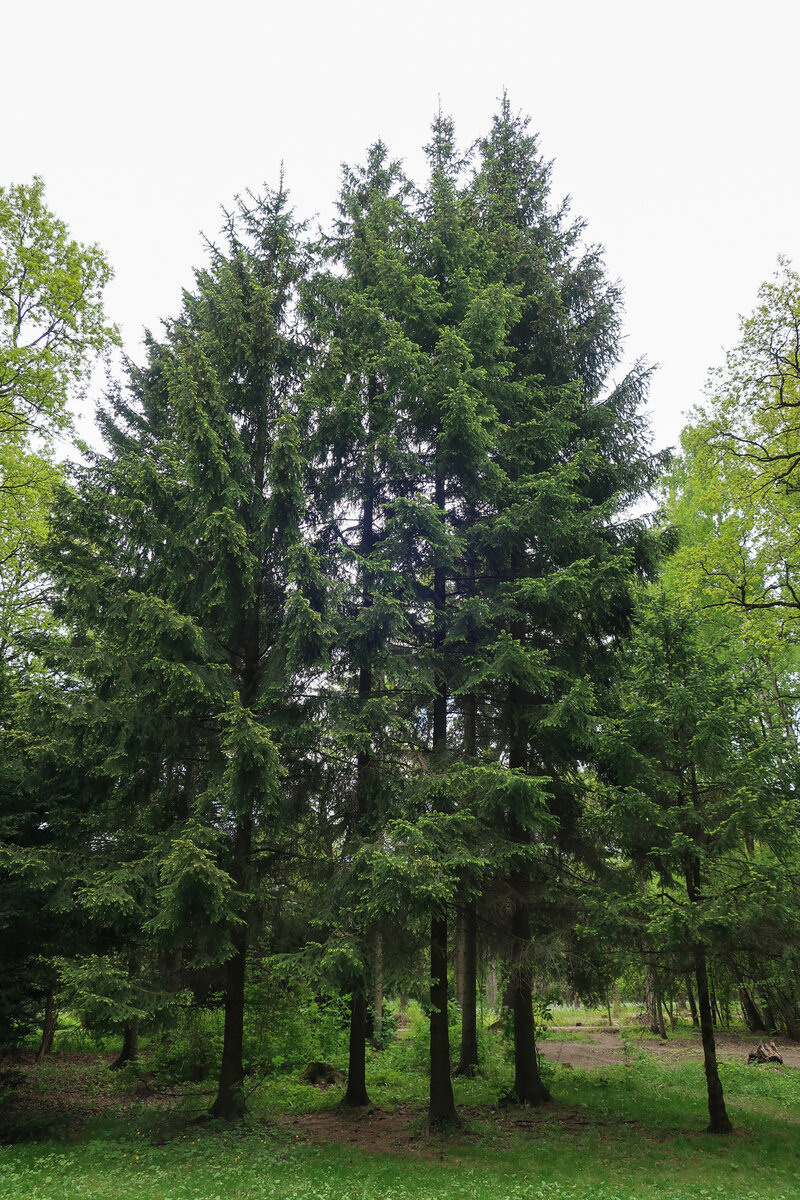 Фотопрогулка по Главному ботаническому саду им. Цицина в Москве. Проект «Фотокладовка»: блог уличной фотографии в формате street photo