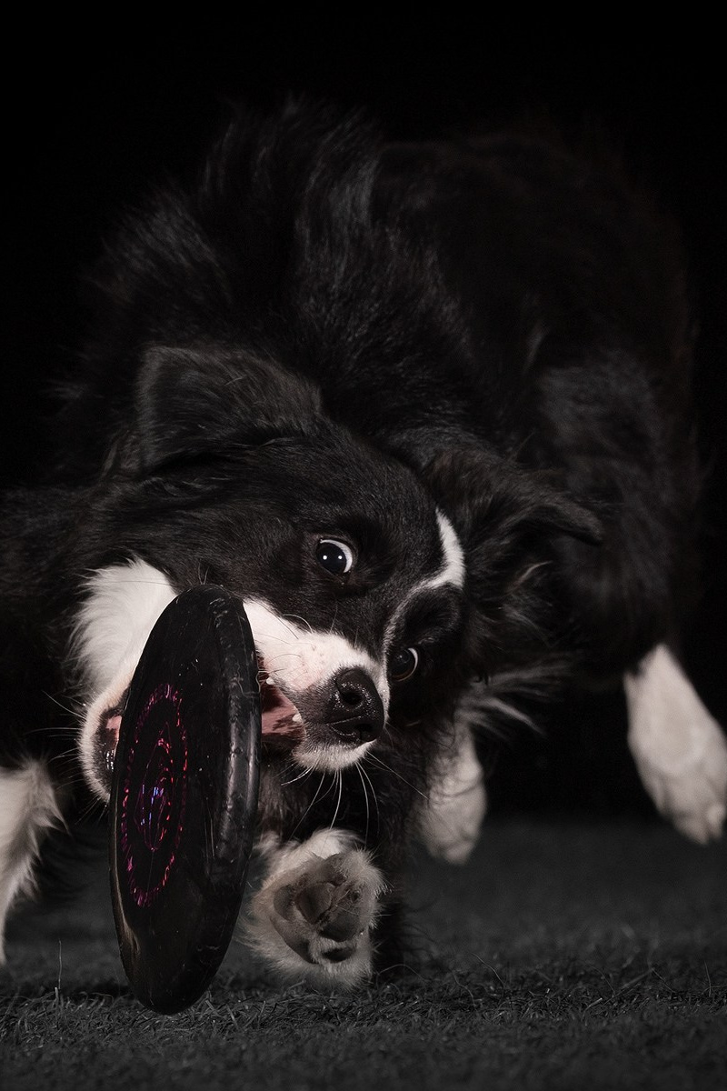 Выбираем тип съёмки (1). Фотограф-анималист Natalia Deingel | Фотосъемка собак в Москве