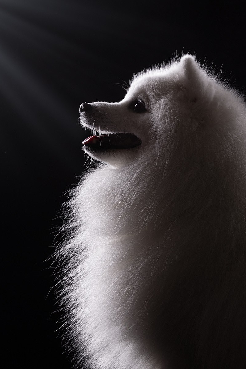 Приглашаю на студийные фото дни в феврале!. Фотограф-анималист Natalia Deingel | Фотосъемка собак в Москве