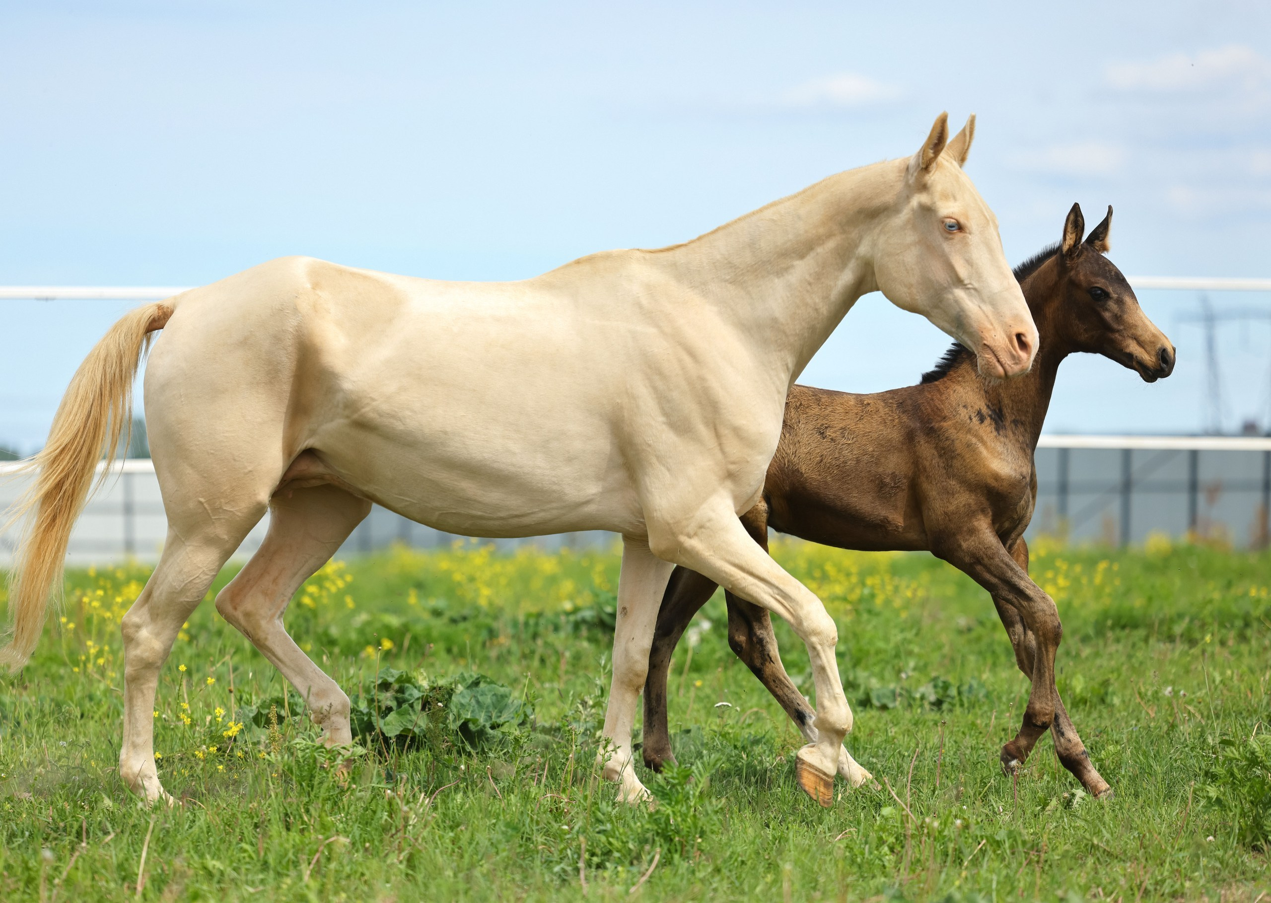 Амиданая. Продажа ахалтекинских и полукровных лошадей