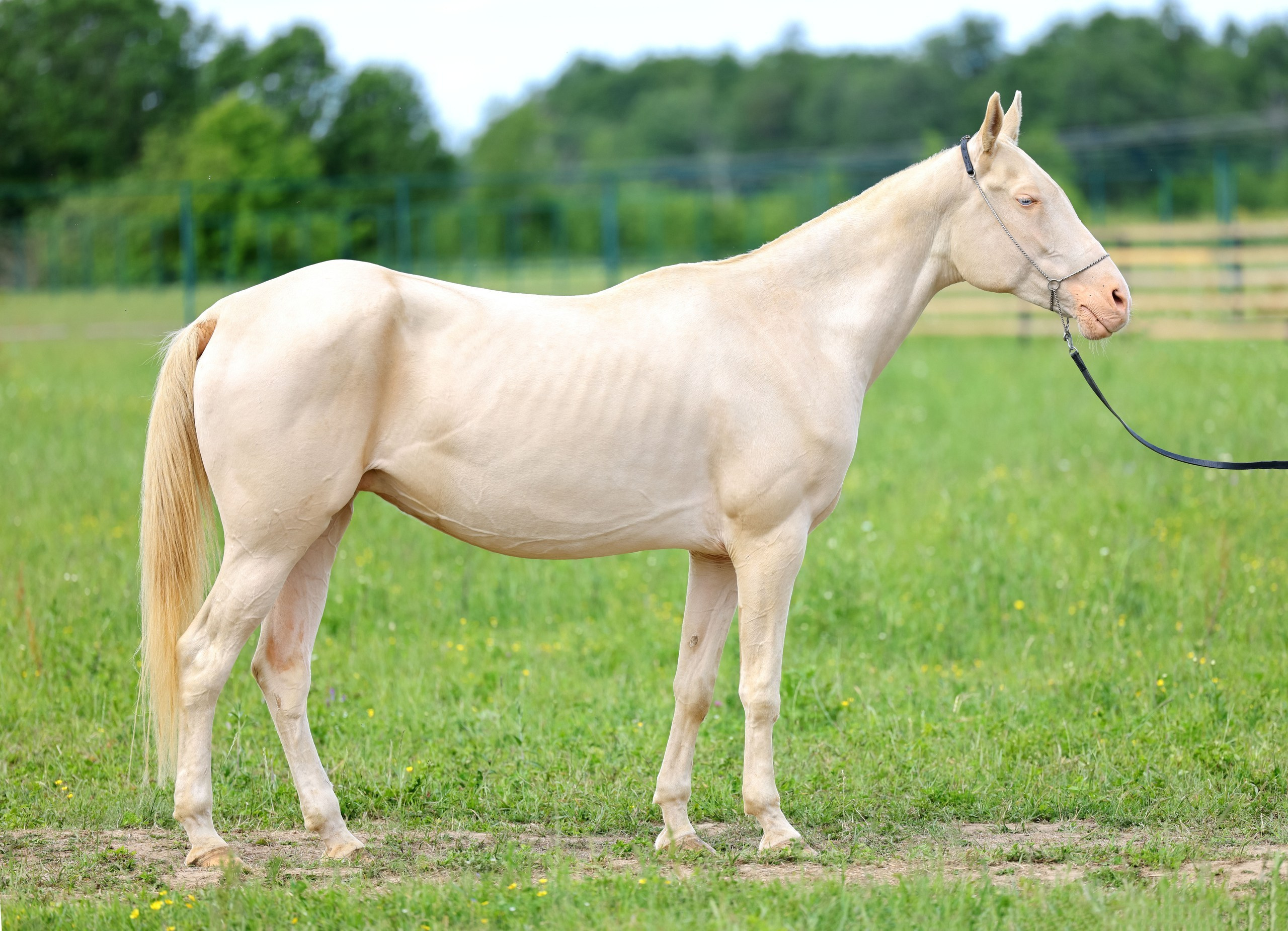 Кобылы. Horses for sale and for breeding