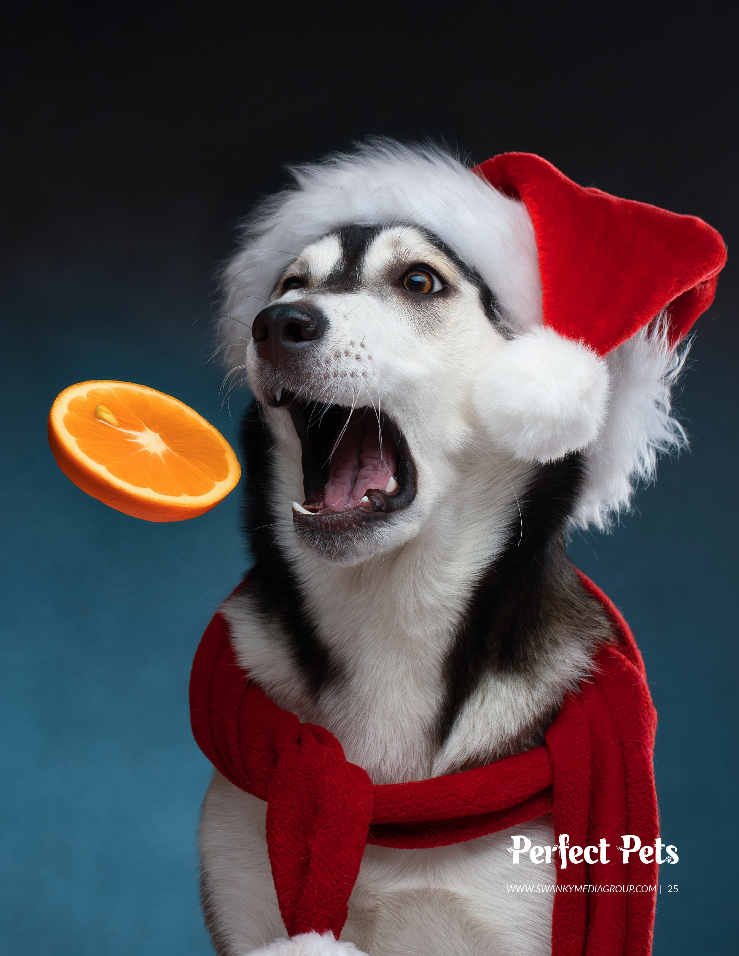 Публикации. Фотограф анималист в Санкт-Петербурге Светлана Писарева