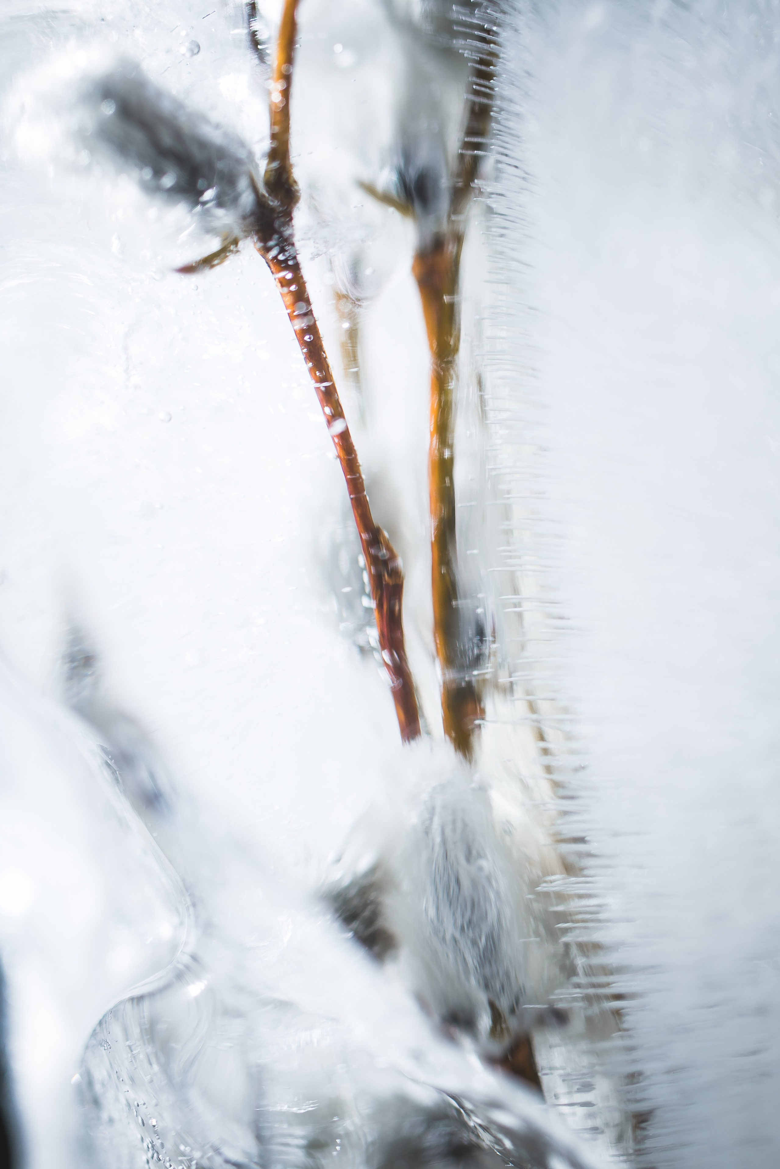FFF — Frozen Fairy Flower. Фотограф в Санкт-Петербурге Анна Гончар