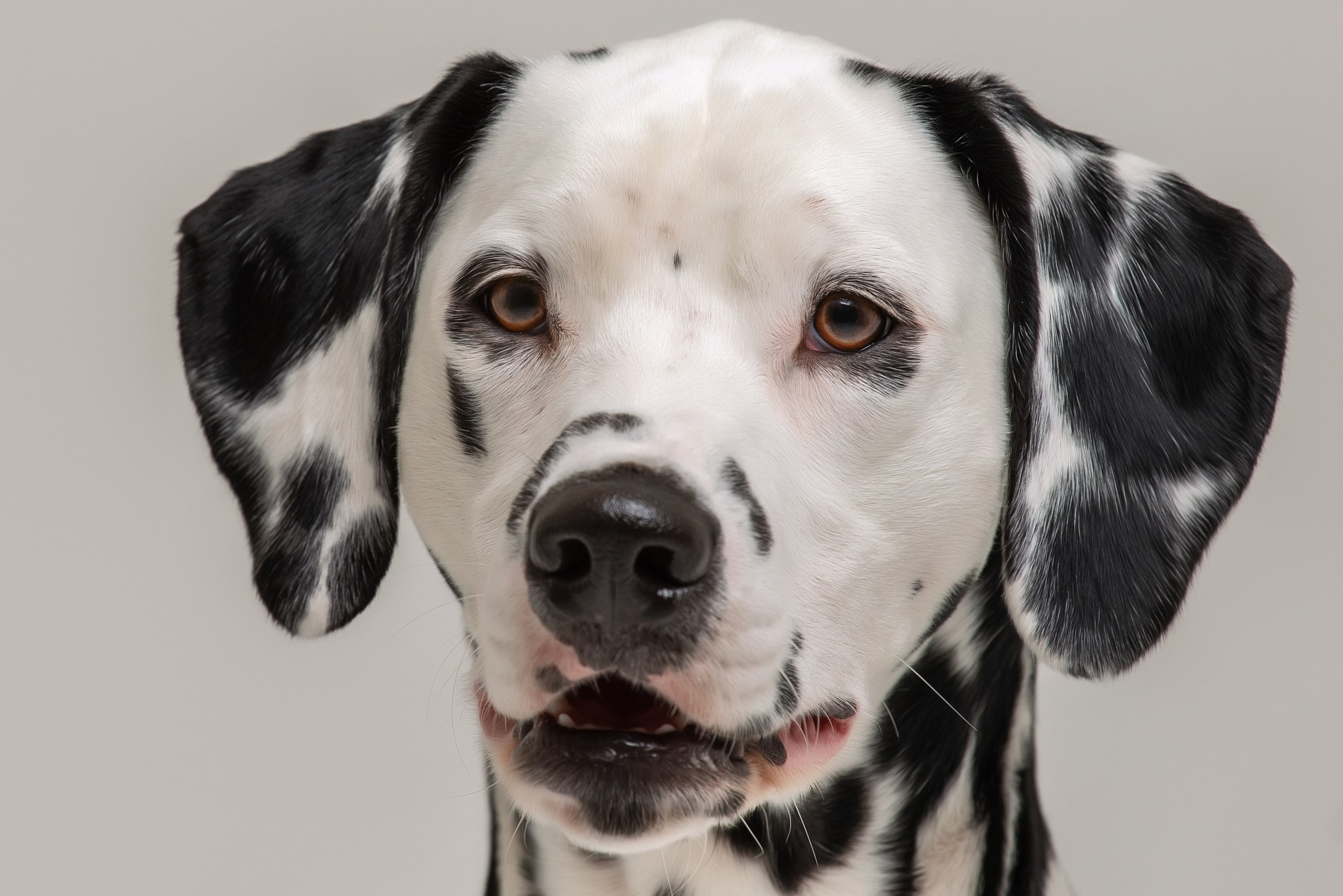 Для клиентов. Фотограф для Вашей собаки