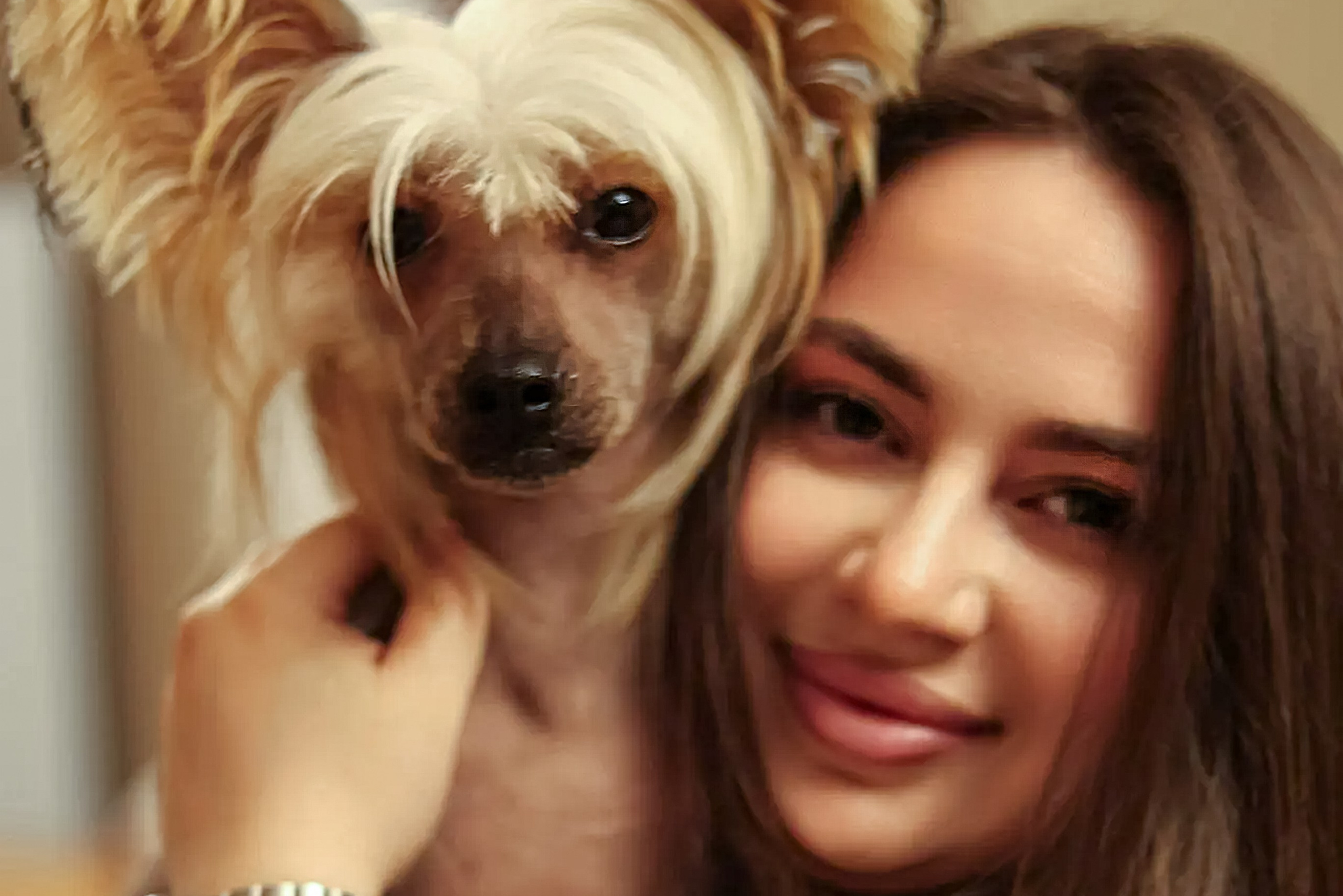 Девочкам помёта «G» — 1 годик!. Poale Ell Chinese Crested Dog Kennel: Buy a puppy from the kennel