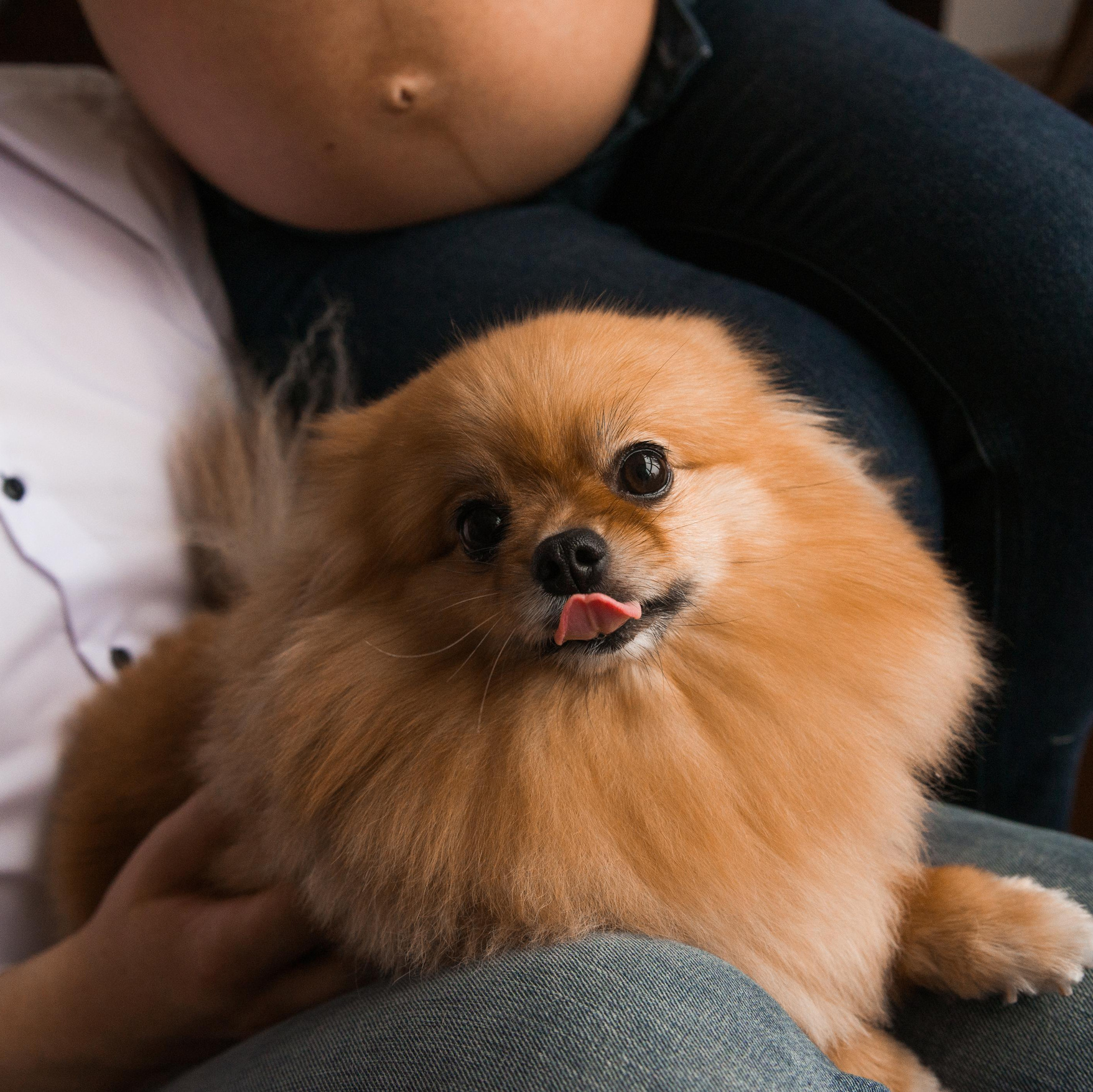 Новогодняя фотосессия у Вас дома. Свадебный и семейный фотограф Ольга Астрейко