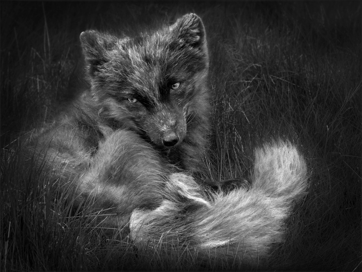 Сайт московского фотографа Дениса Иванова