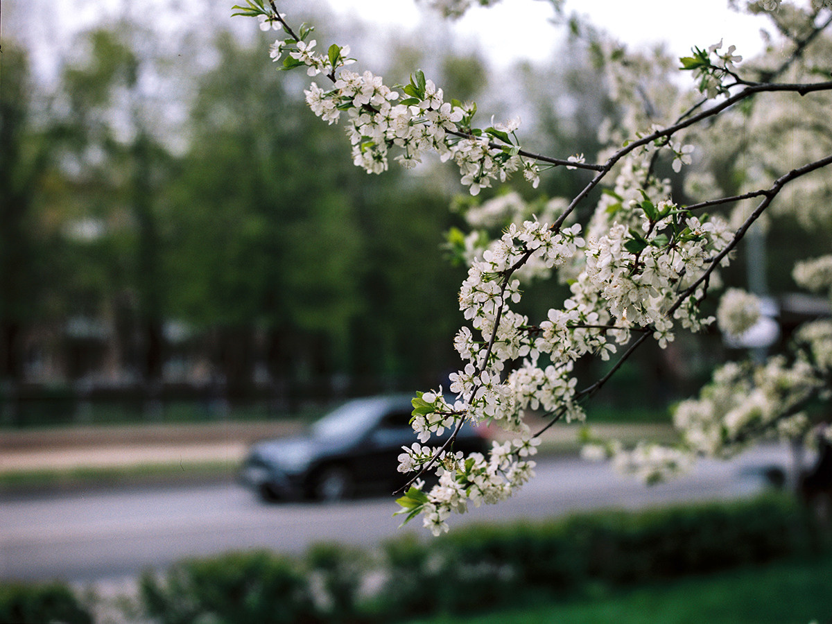 KODAK PORTRA 160 (120). DOP Aleksey Seleznev