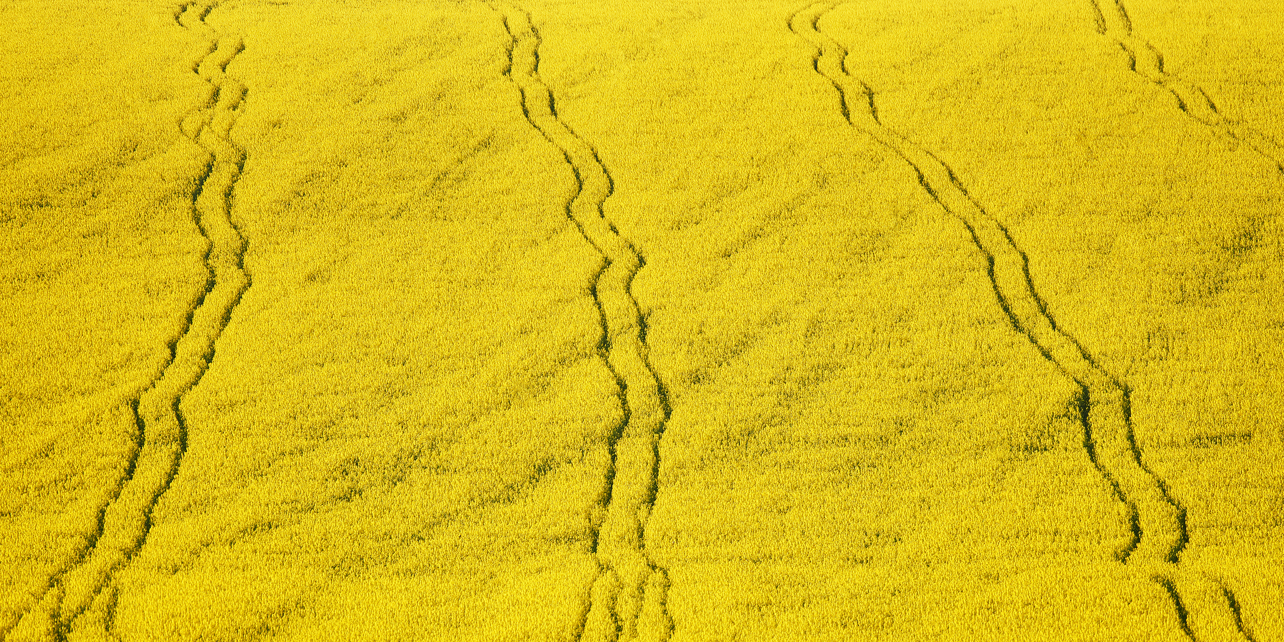 Работы, на дереве, холсте, стекле, которые можно приобрести. Яркие фото на Чёрном море