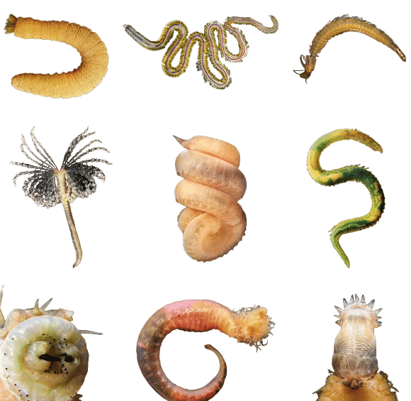 Паразиты в организме человека. Вред и последствия. Сово-Сово — Омоложение и оздоровление!