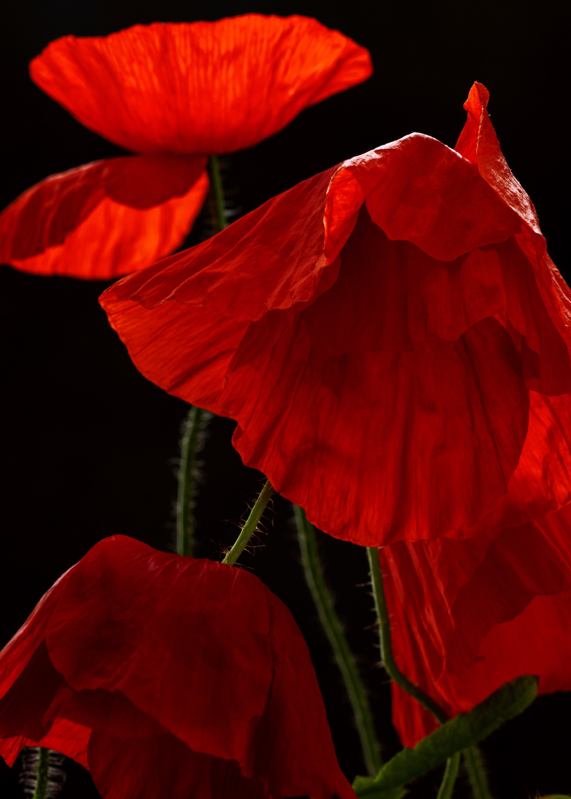 Floral Portraits. Author’s fine art prints with international delivery