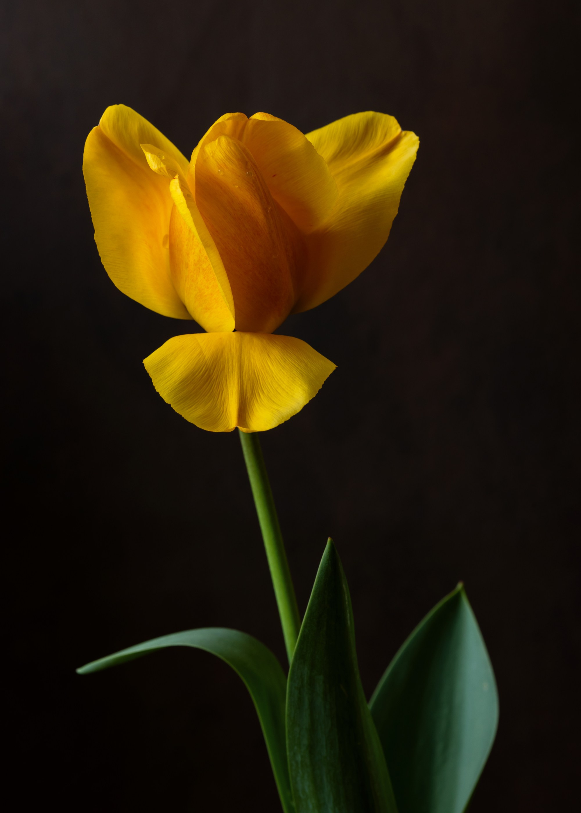 Floral Portraits. Author’s fine art prints with international delivery