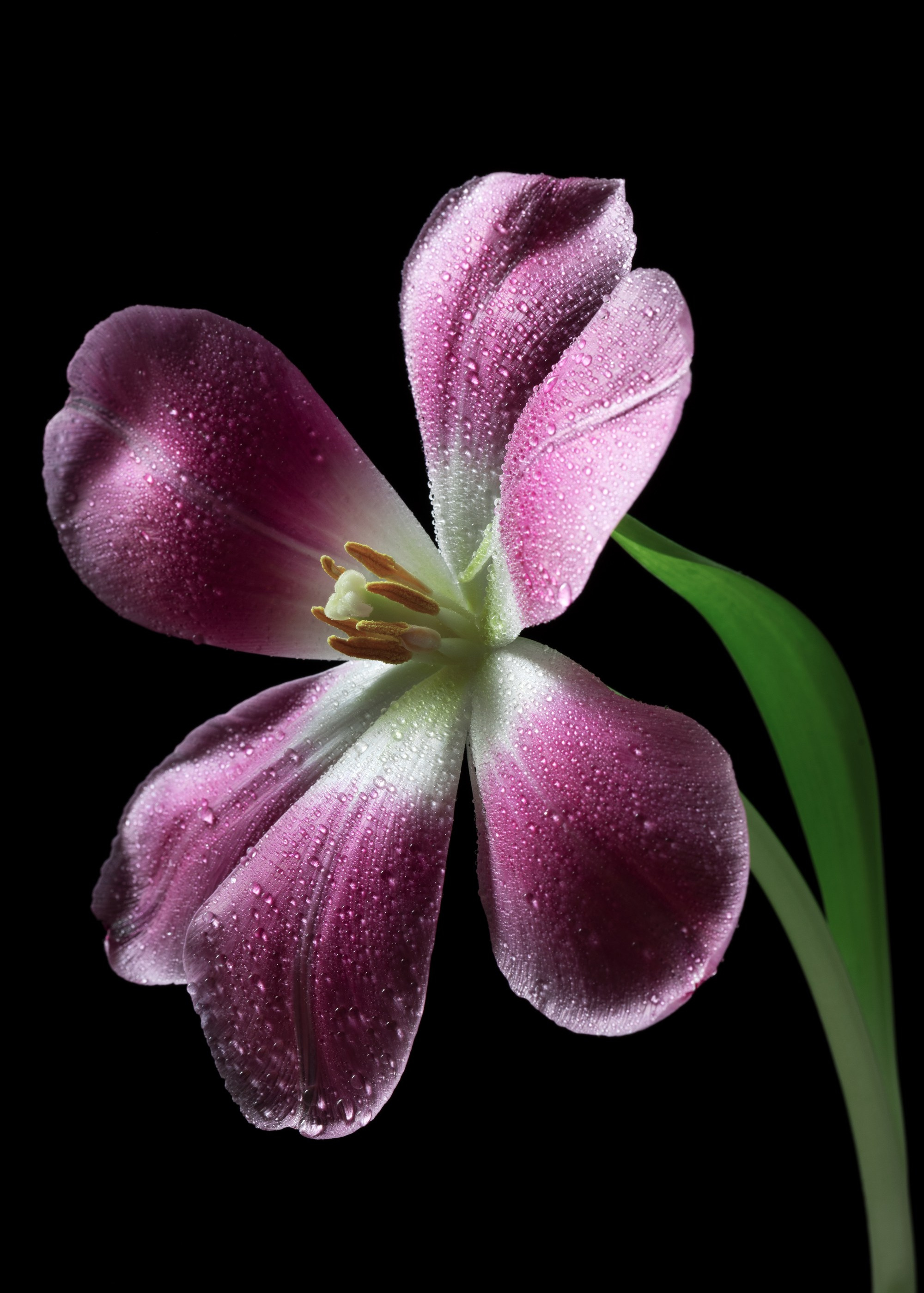 Floral Portraits. Author’s fine art prints with international delivery