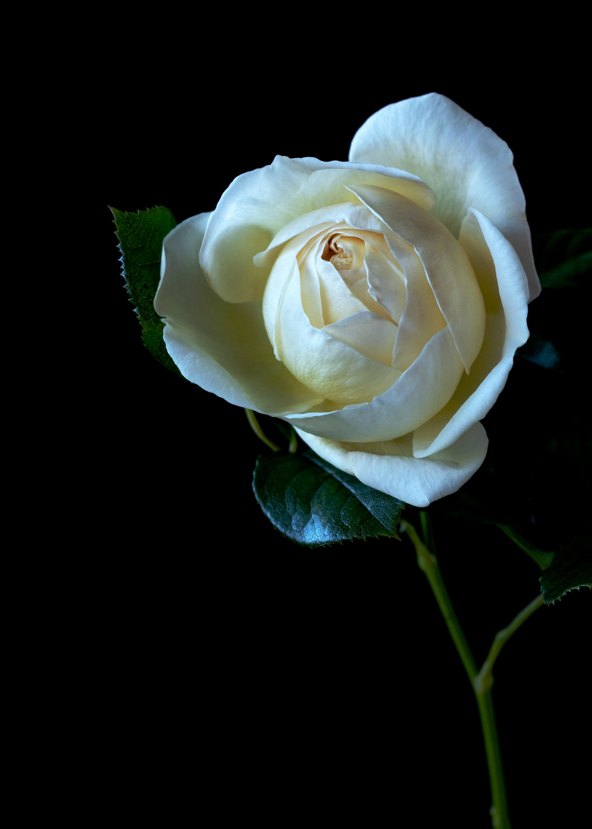 Floral Portraits. Author’s fine art prints with international delivery