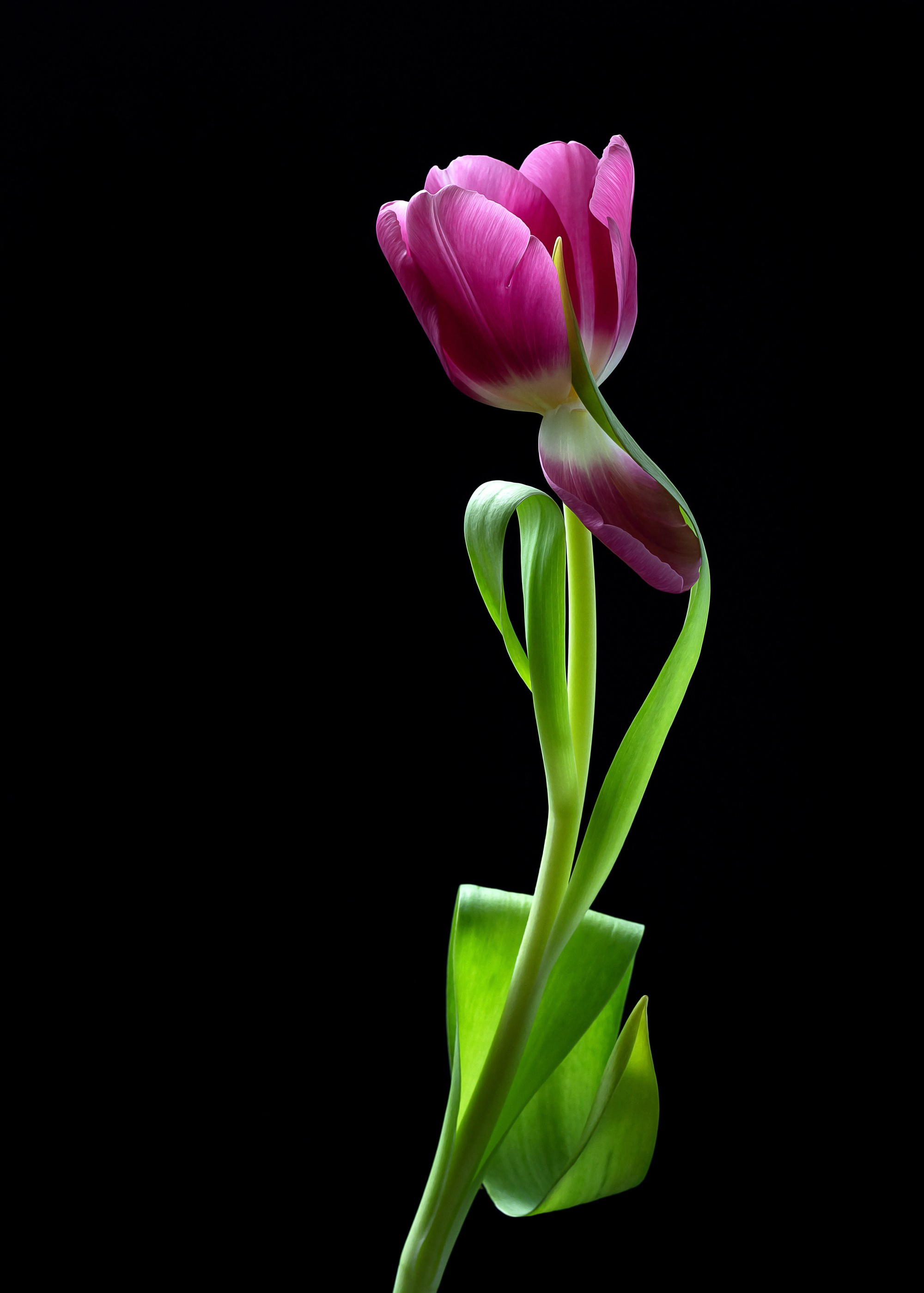 Floral Portraits. Author’s fine art prints with international delivery