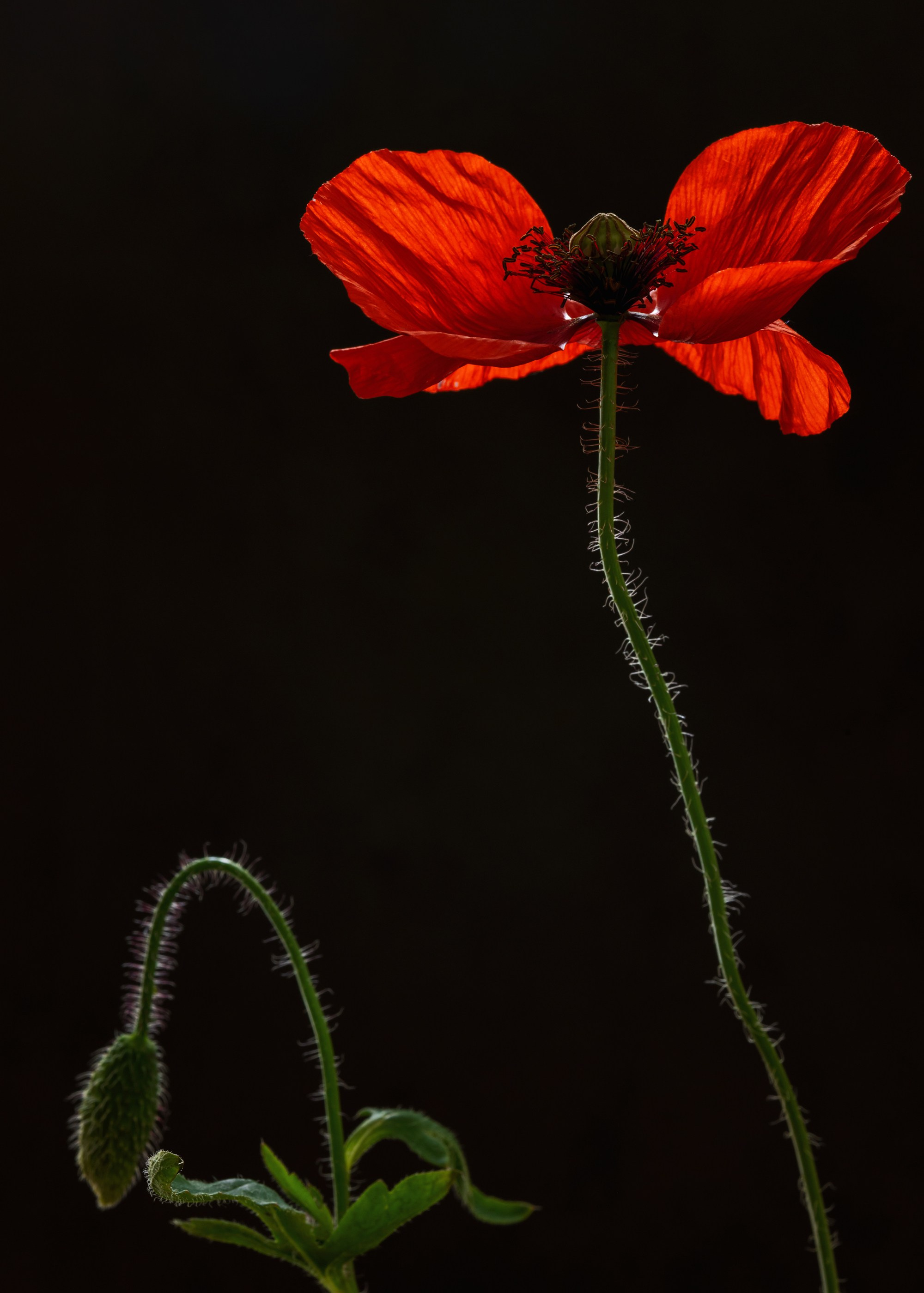 Floral Portraits. Author’s fine art prints with international delivery