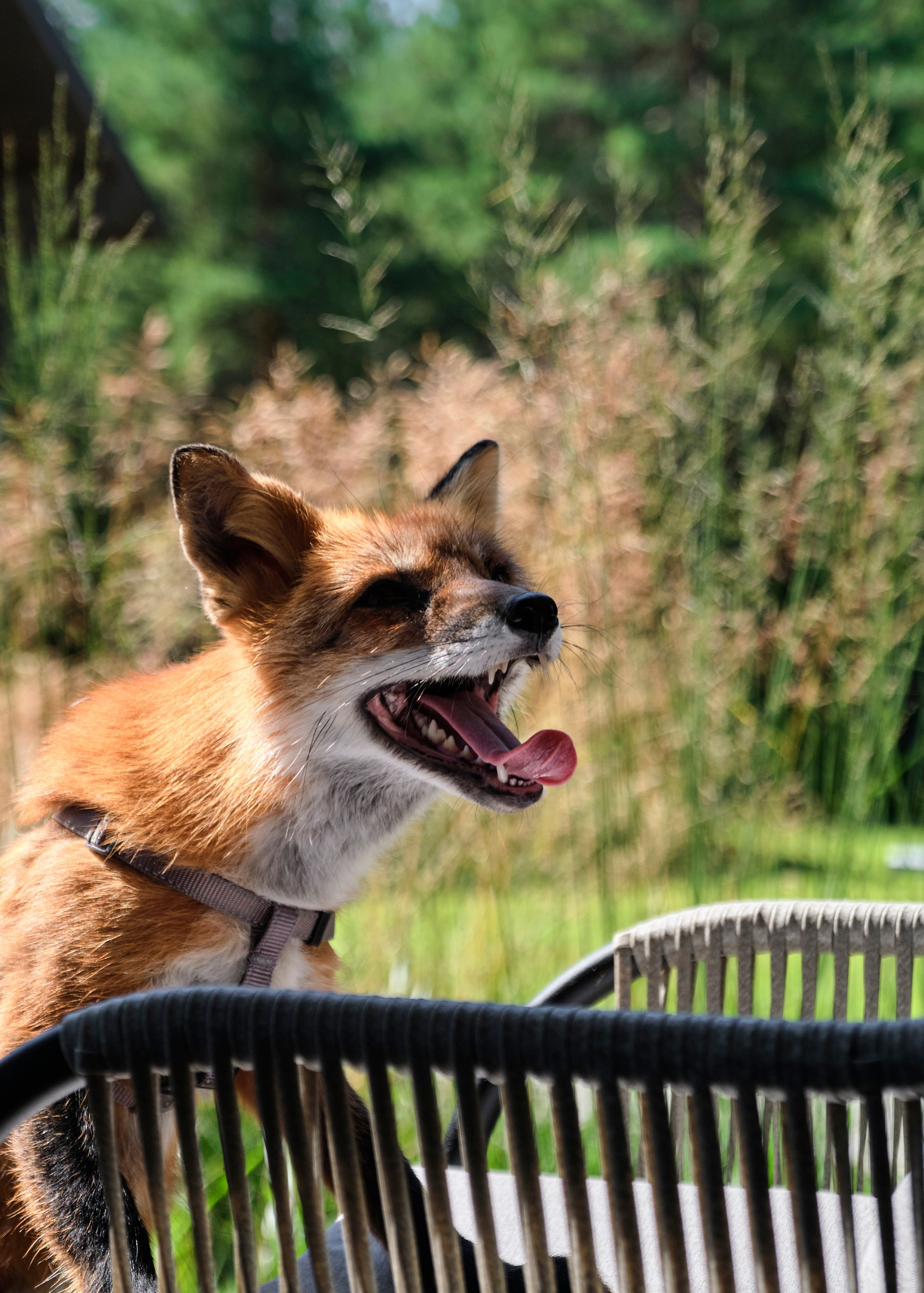 Ландшафтный и интерьерный фотограф Наталья Соловьева. Фотосъемка садов и недвижимости высокого уровня | interioto