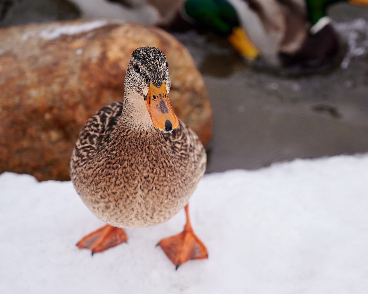 Nikkor Z 24-70 f/4 S как объектив для путешествий. Флористическая, интерьерная и портретная съемка в Москве и Европе