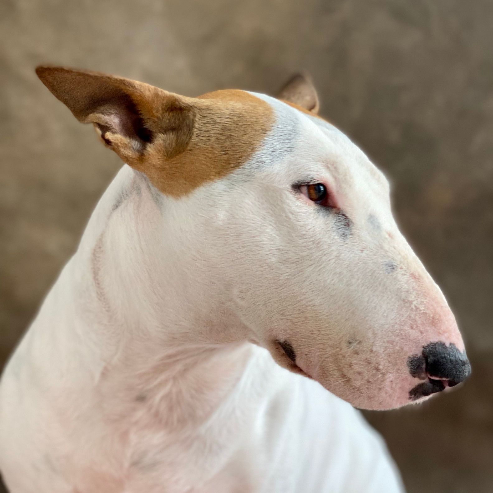 The Story Of One Dog. Personal experience in adapting a dog from a shelter