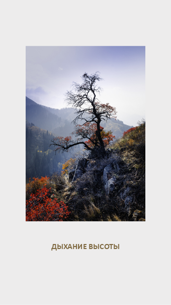 FLORA GENESIS. Картины о красоте, культурных ценностях и традициях Казахстана