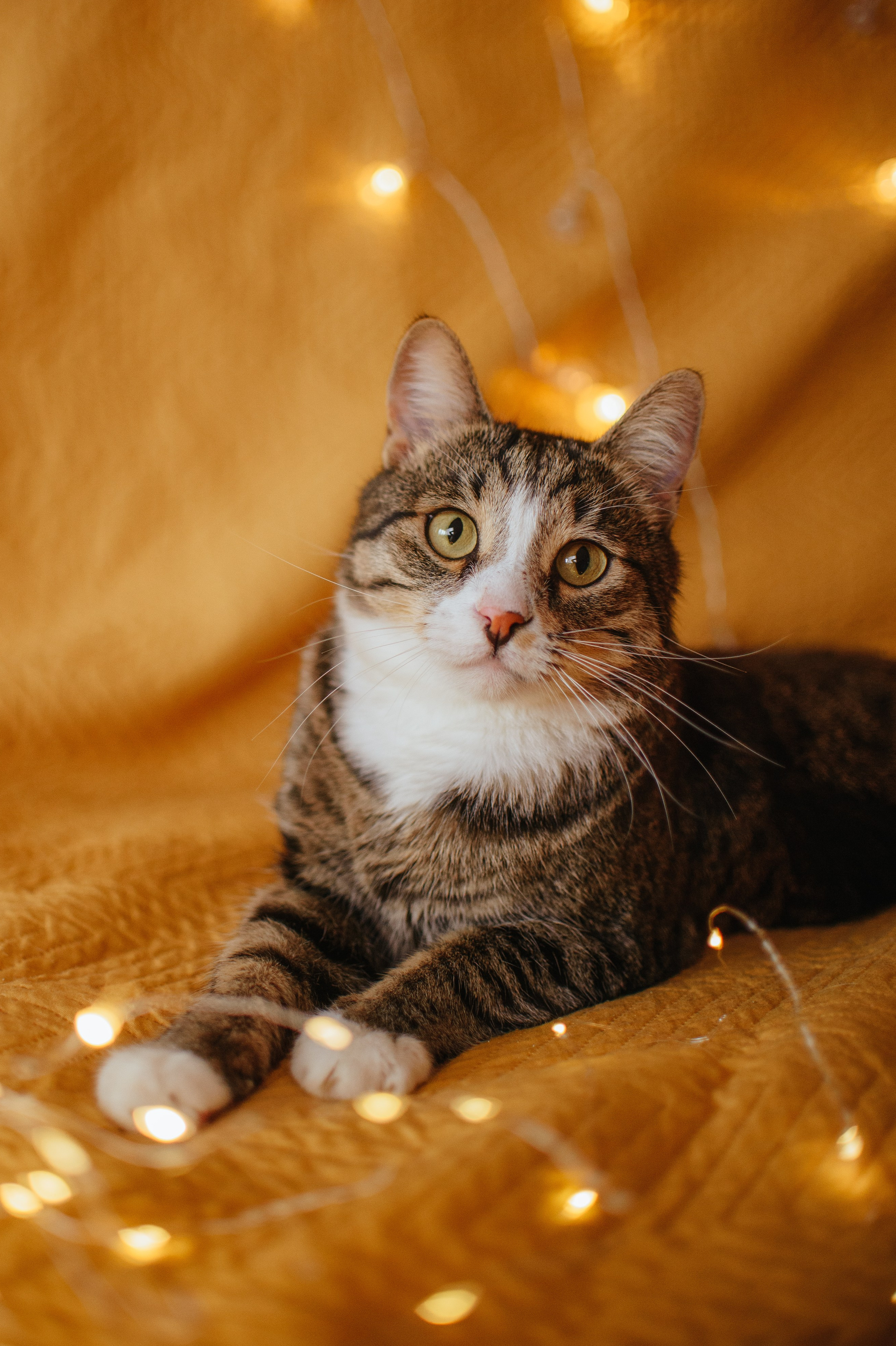 Животные на пристройство. Фотограф-анималист Валерия, Москва, Мытищи