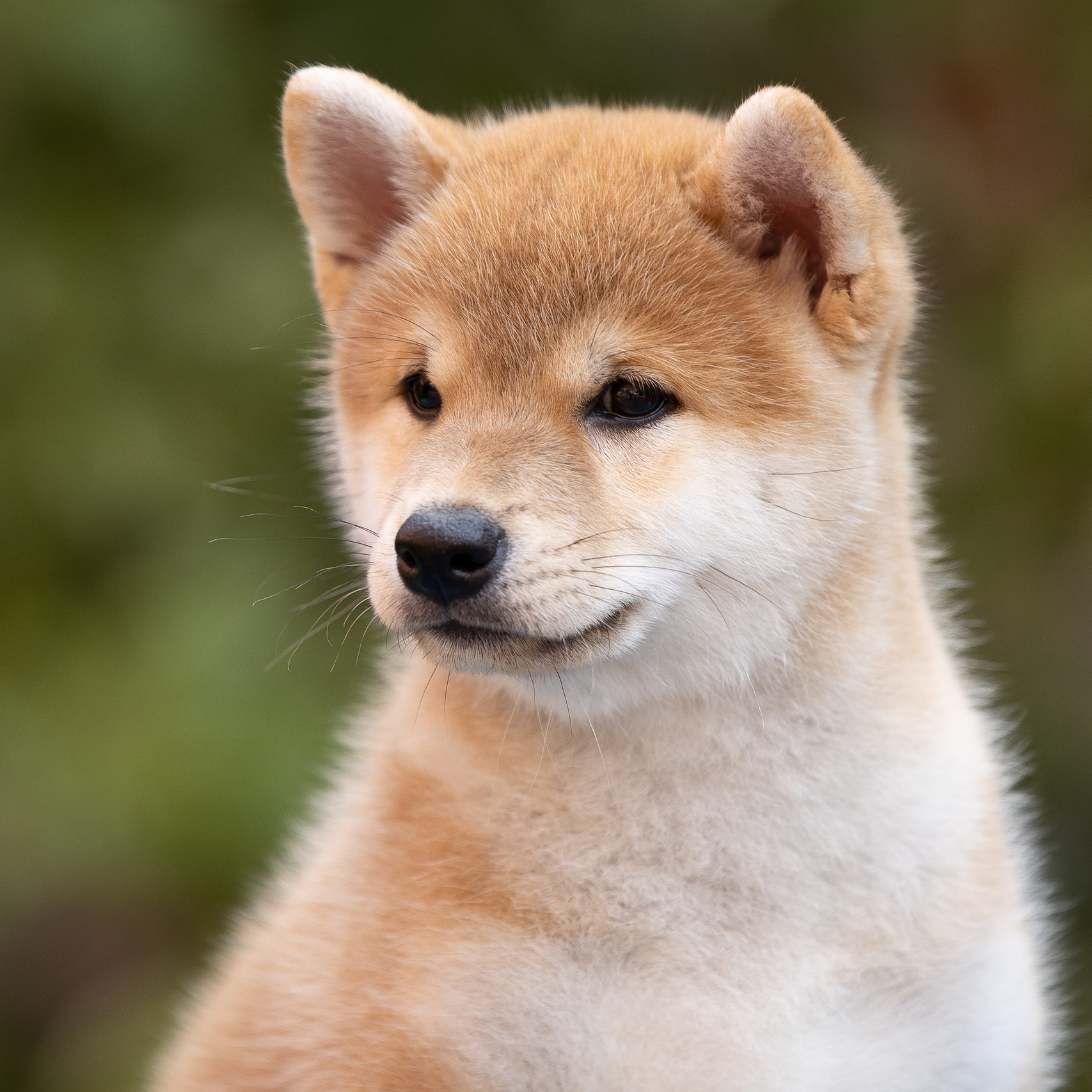 В каком возрасте фотографировать. ФОТОГРАФ-АНИМАЛИСТ l LANA POLYAKOVA