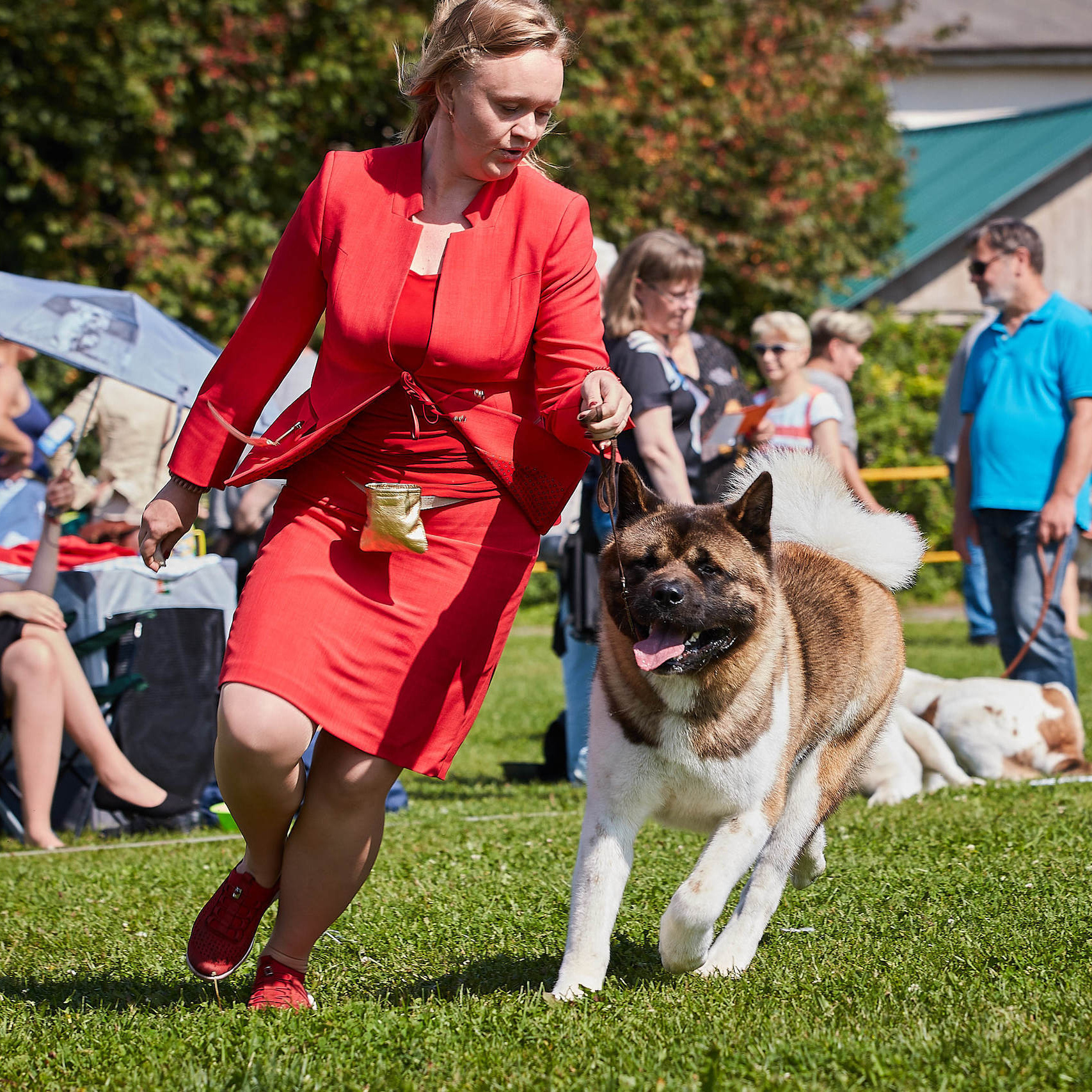 Новости питомника RUBYLIGHT, американская акита и сиба-ину. Американская акита I Сиба ину I Питомник RUBYLIGHT