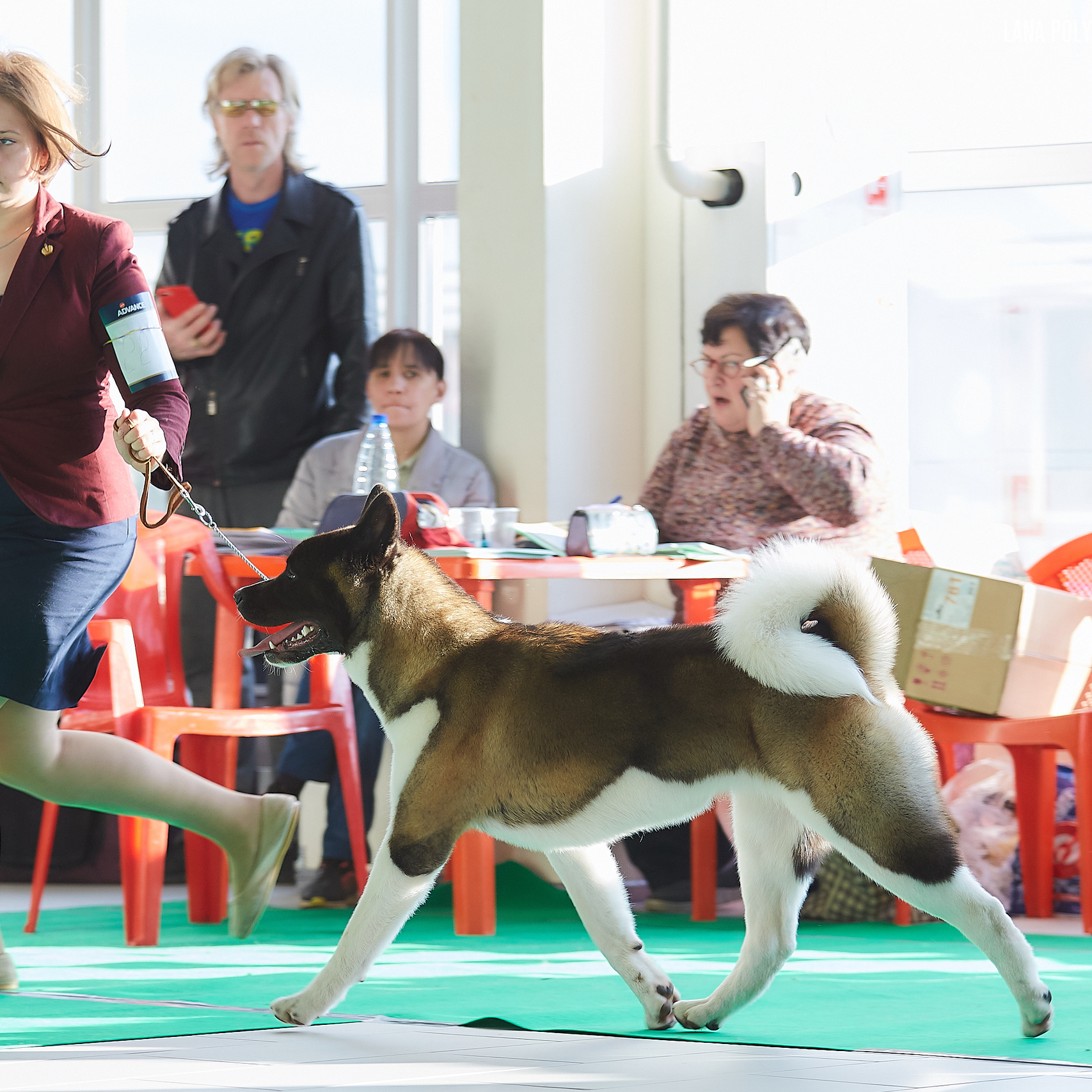 Американская акита RUBYLIGHT AYRISH. Фото: Lana Polyakova